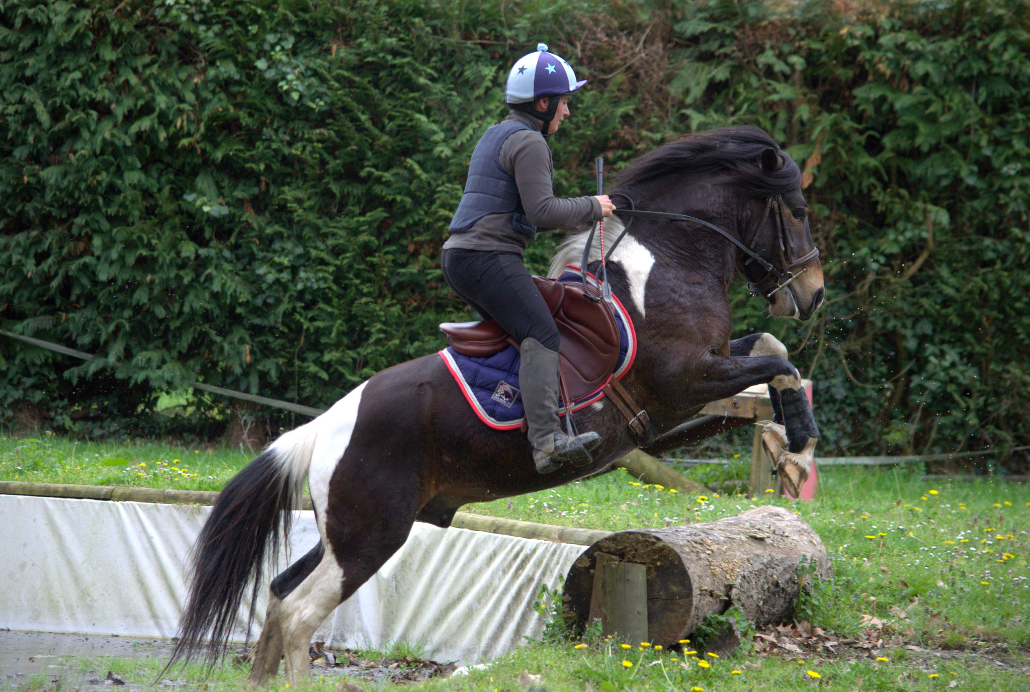 Dorion, premier entraînement cross au Haras de Gelos en 2017