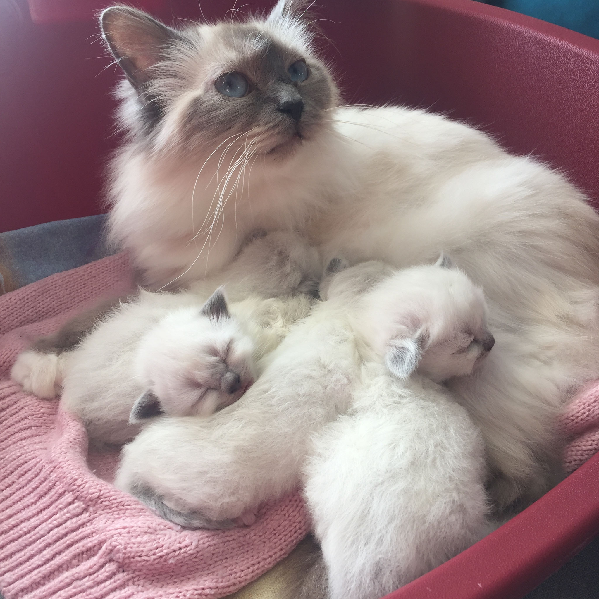Chatterie Sacr De Birmanie Paris