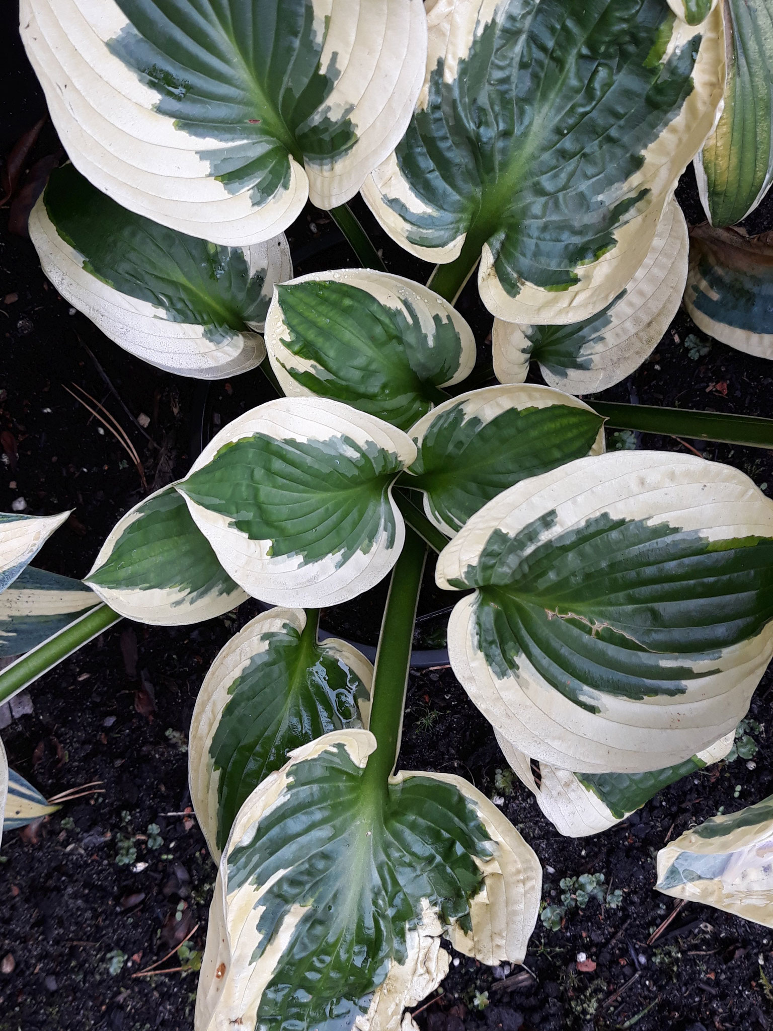 Hosta ‘Magic Island’ - Hosta - Hostafreund