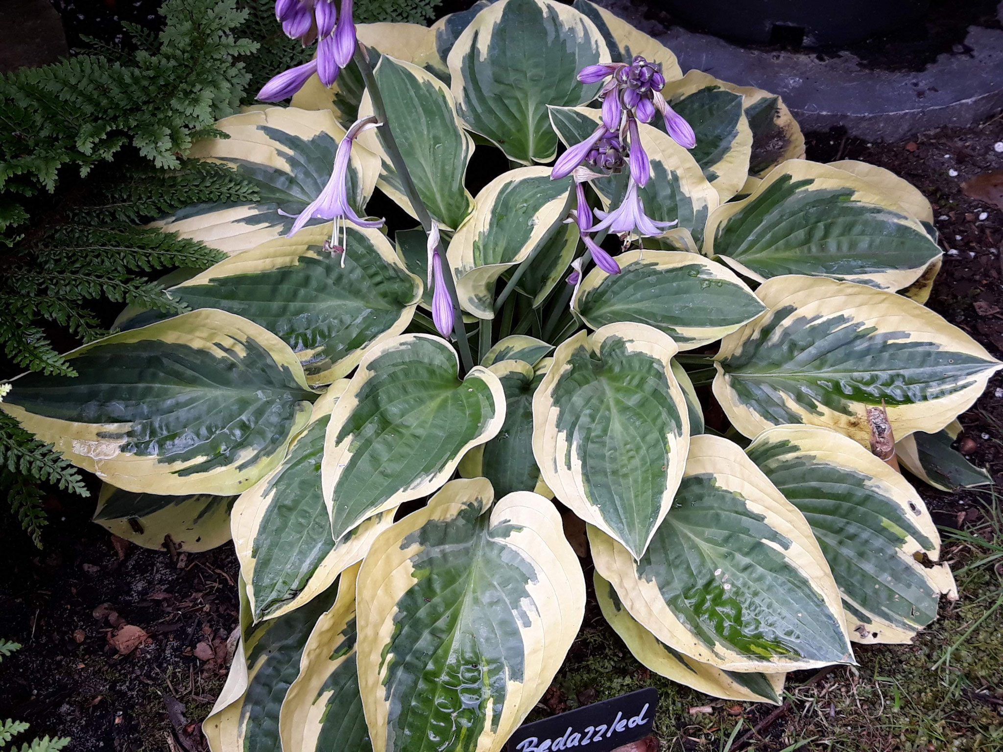 Hosta 'Banana Kid' Hosta Hostafreund
