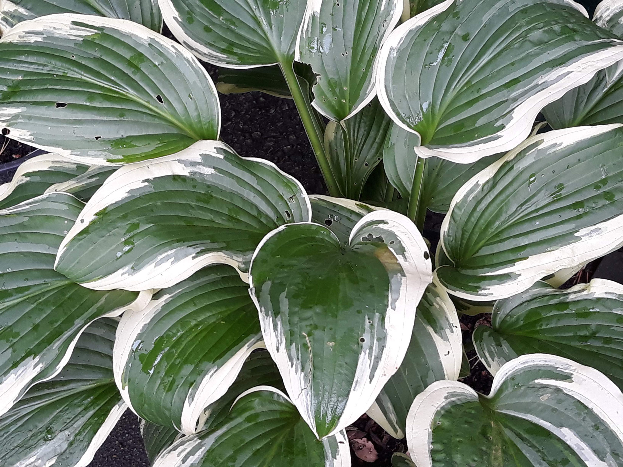 Hosta ‘Magic Island’ - Hosta - Hostafreund