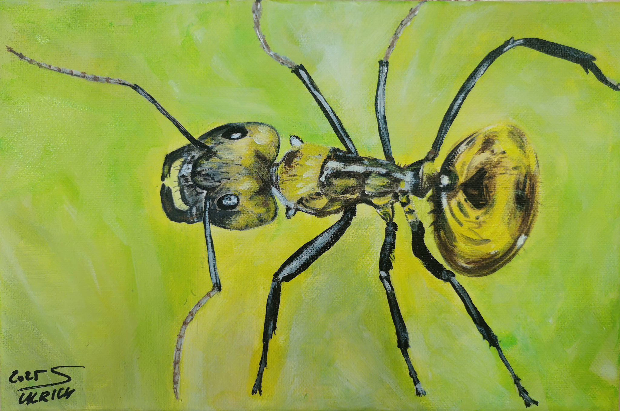 Goldameise, Costa Rica - Acryl auf Leinwand, 30 x 20 cm, 2025