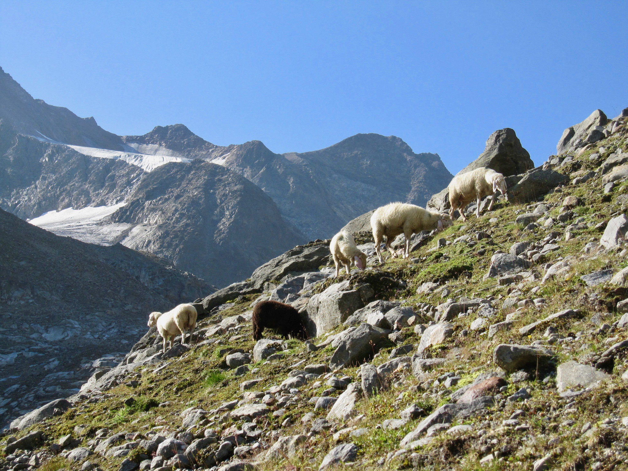 Schafe waren in den höheren Lagen unterwegs