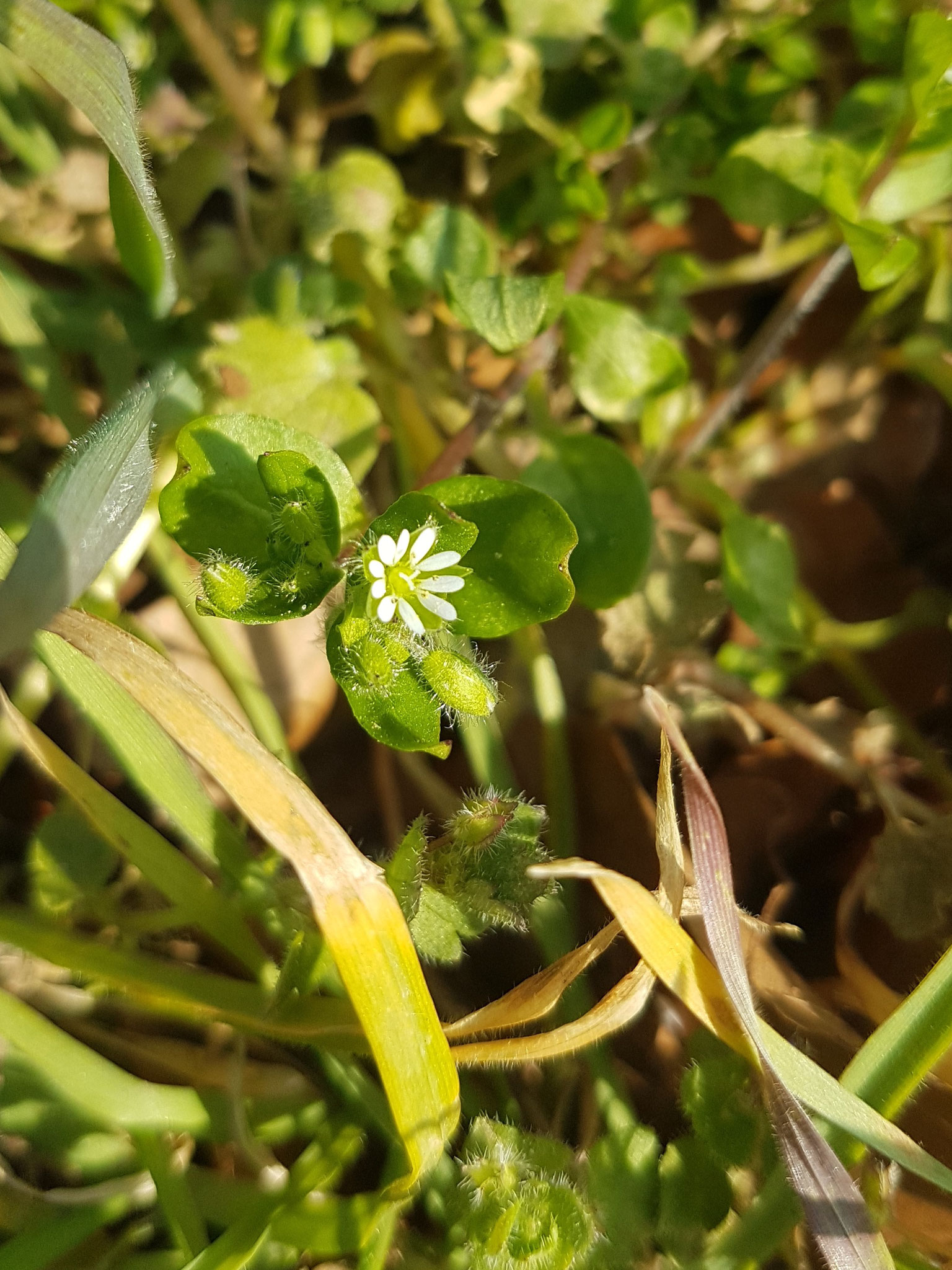 Chickweed / Vogelmiere