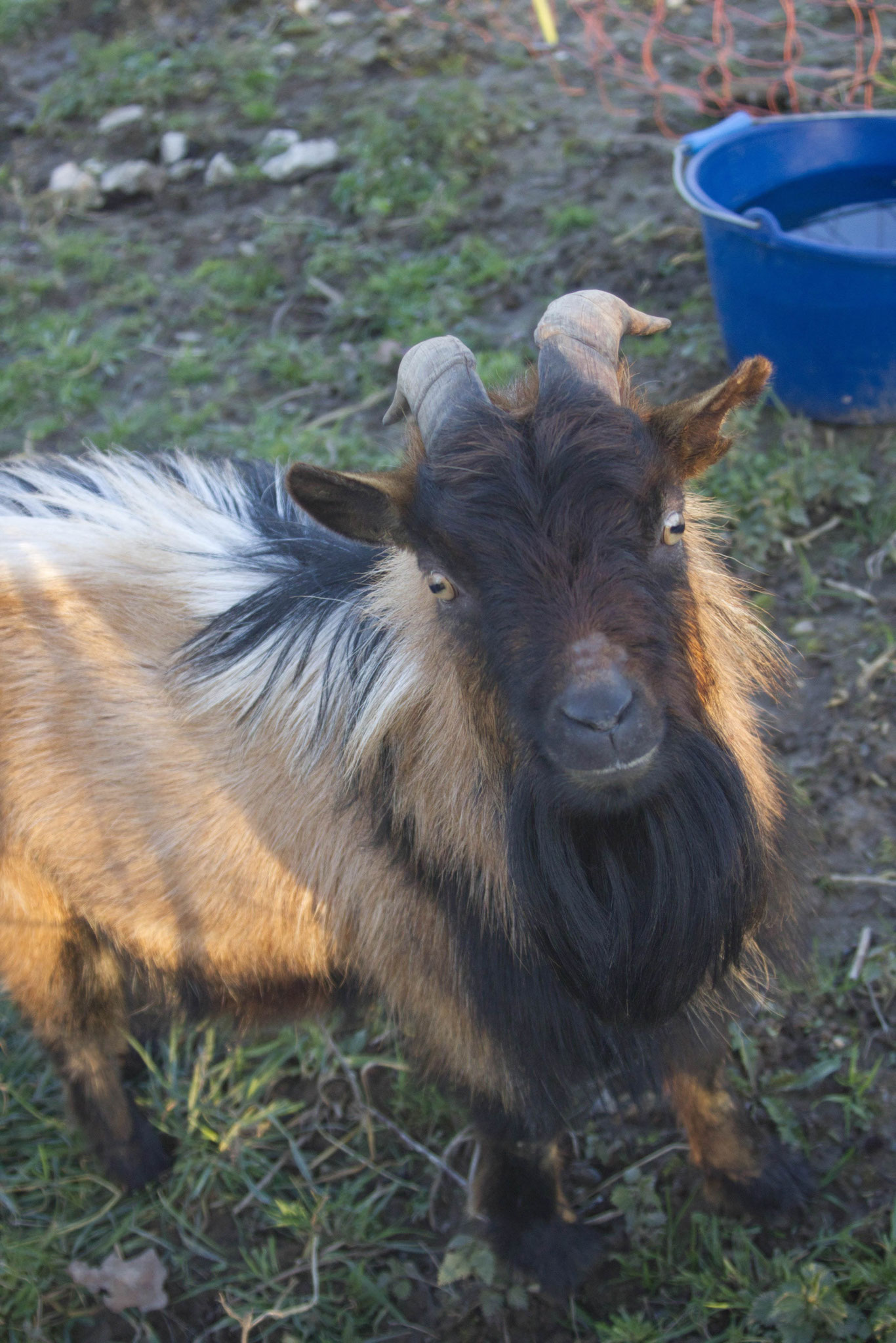 Coco Gaston le bouc nain des fossés