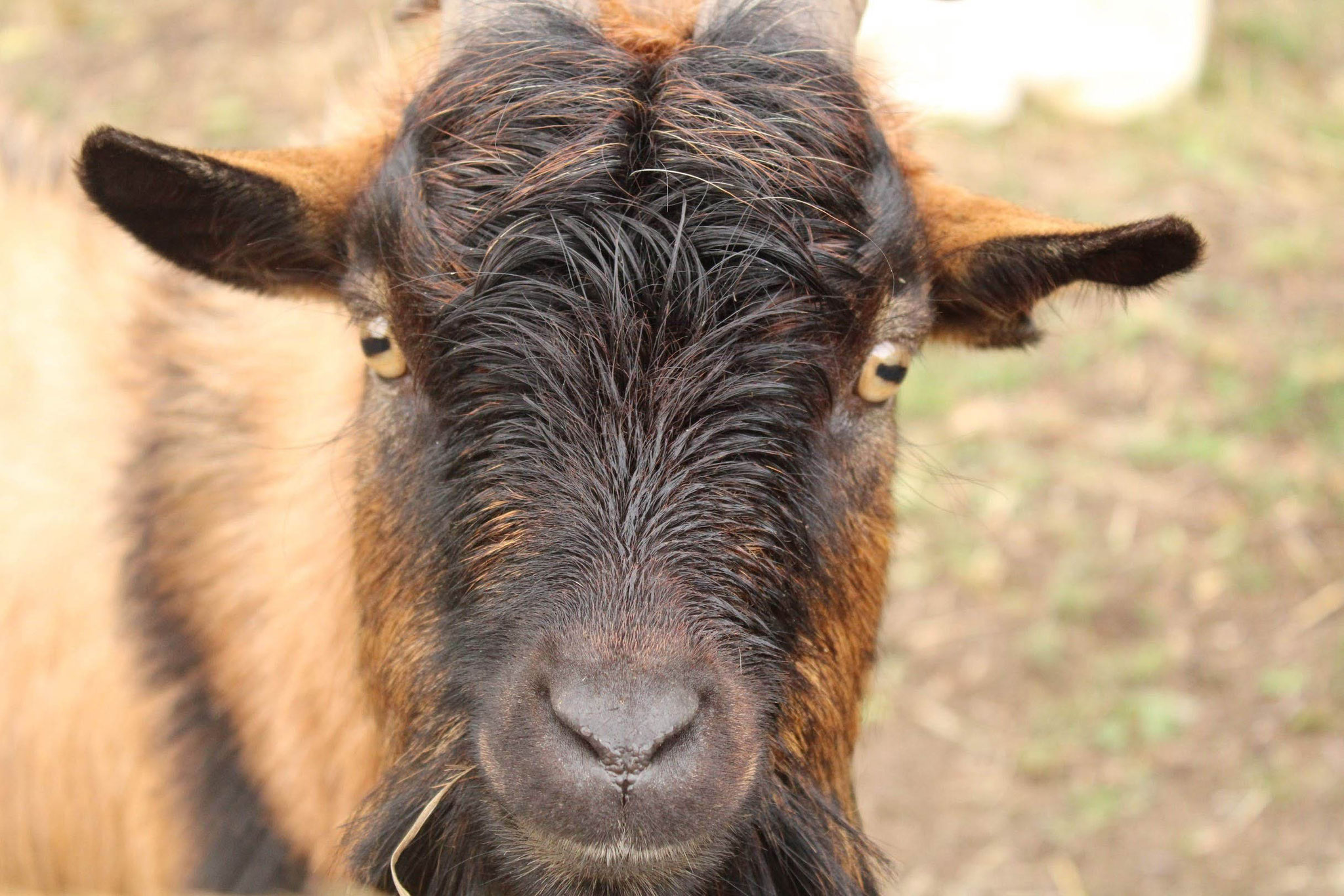 Coco Gaston le bouc nain des fossés