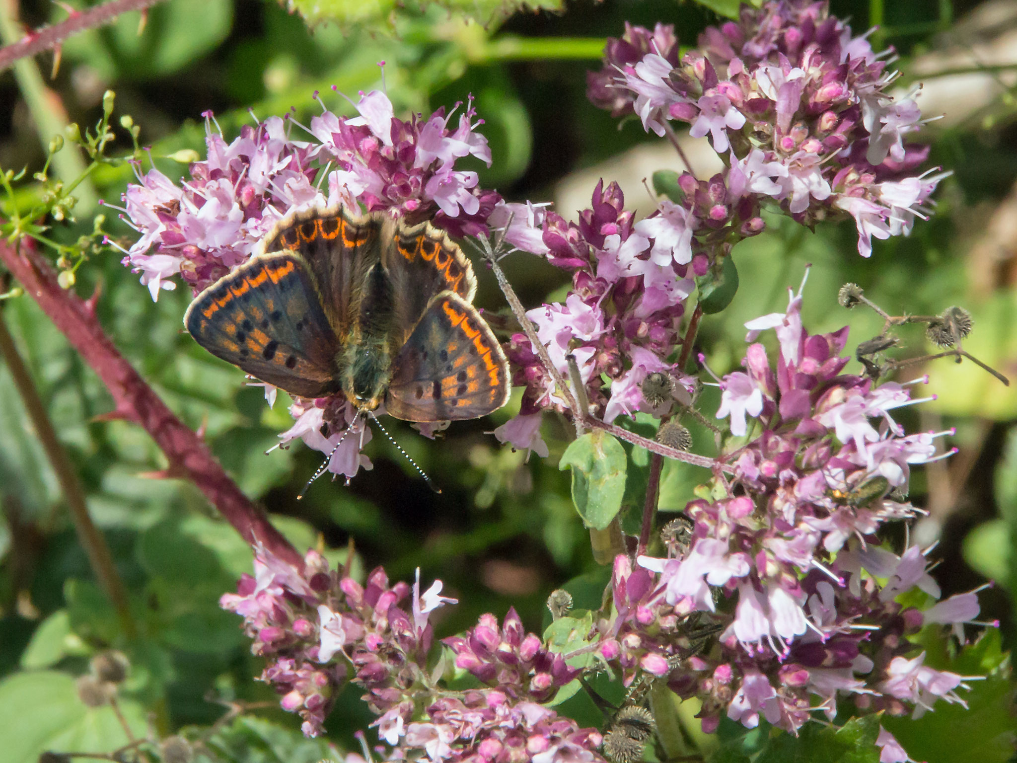 Der Braune Feuerfalter (Lycaena tityrus) (Foto: Rea Brinkhoff)