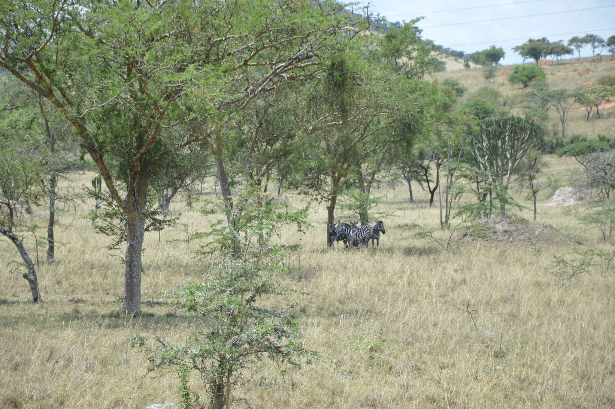 Zebras auf dem Rückweg nach Masaka