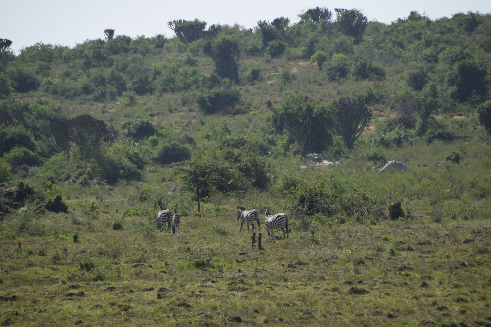 Zebras auf dem Weg nach Isingiro gefunden