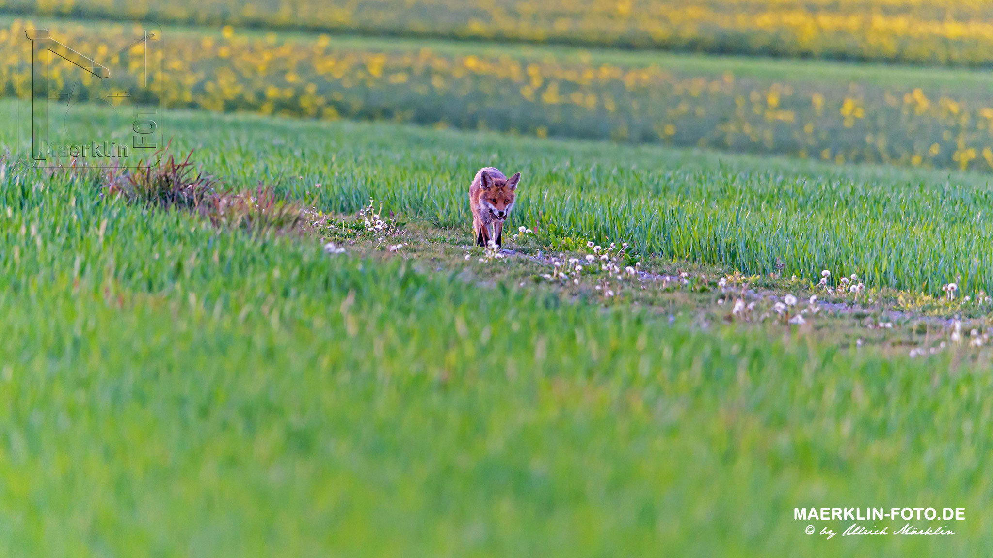 Fuchs/Rotfuchs (Vulpes vulpes) auf der Mäusejagd, Heckengäu