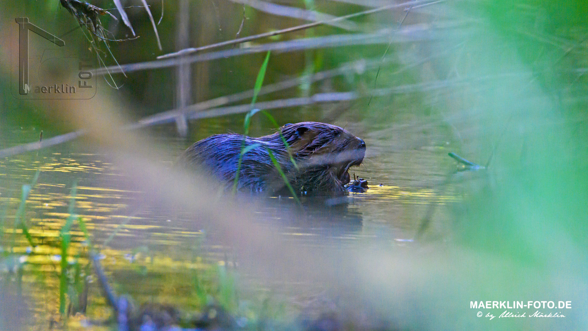 (europäischer) Biber (Castor fiber/Castoridae), nagend im Wasser