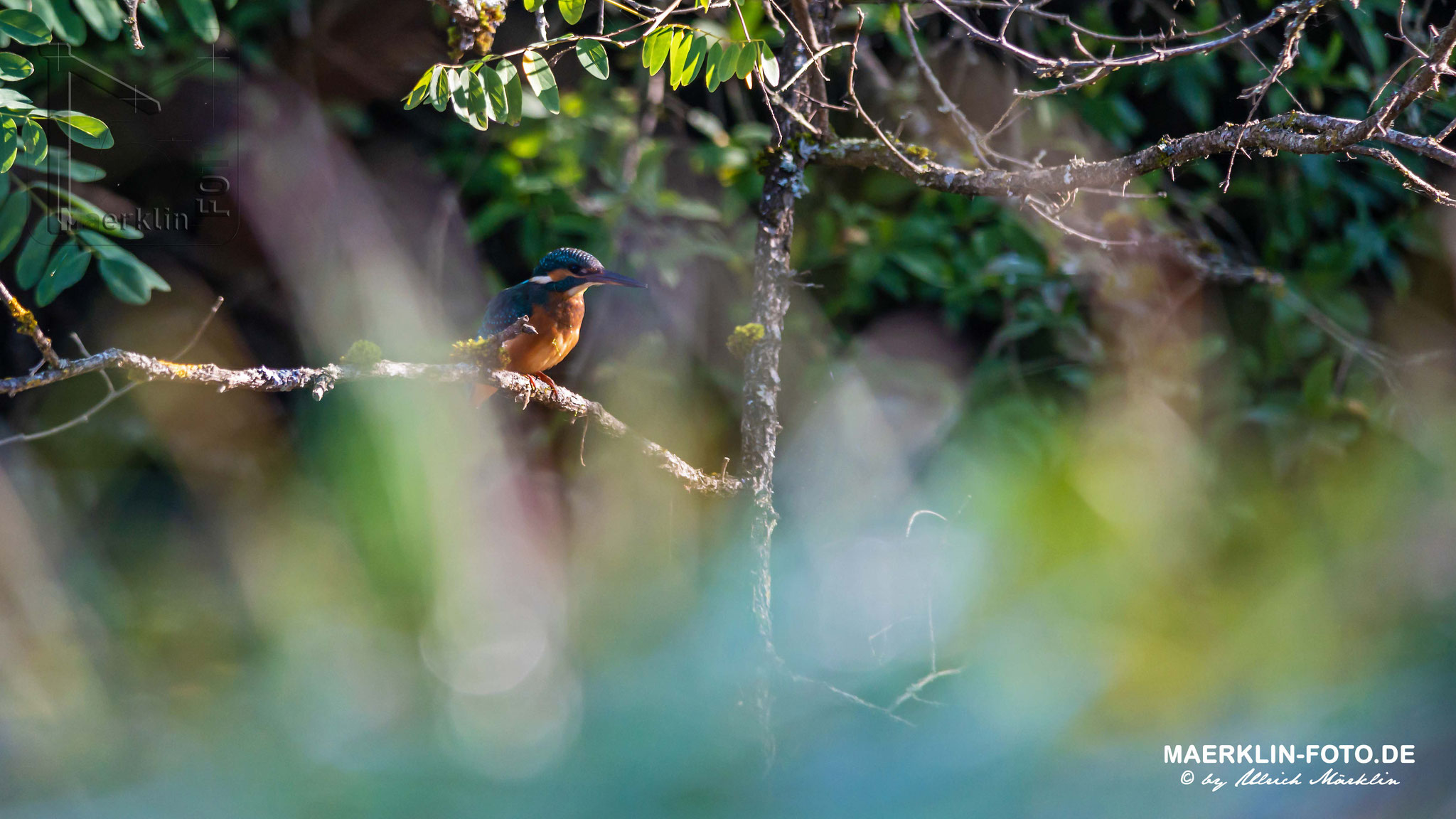 Eisvogel (Alcedo atthis) am Waldteich