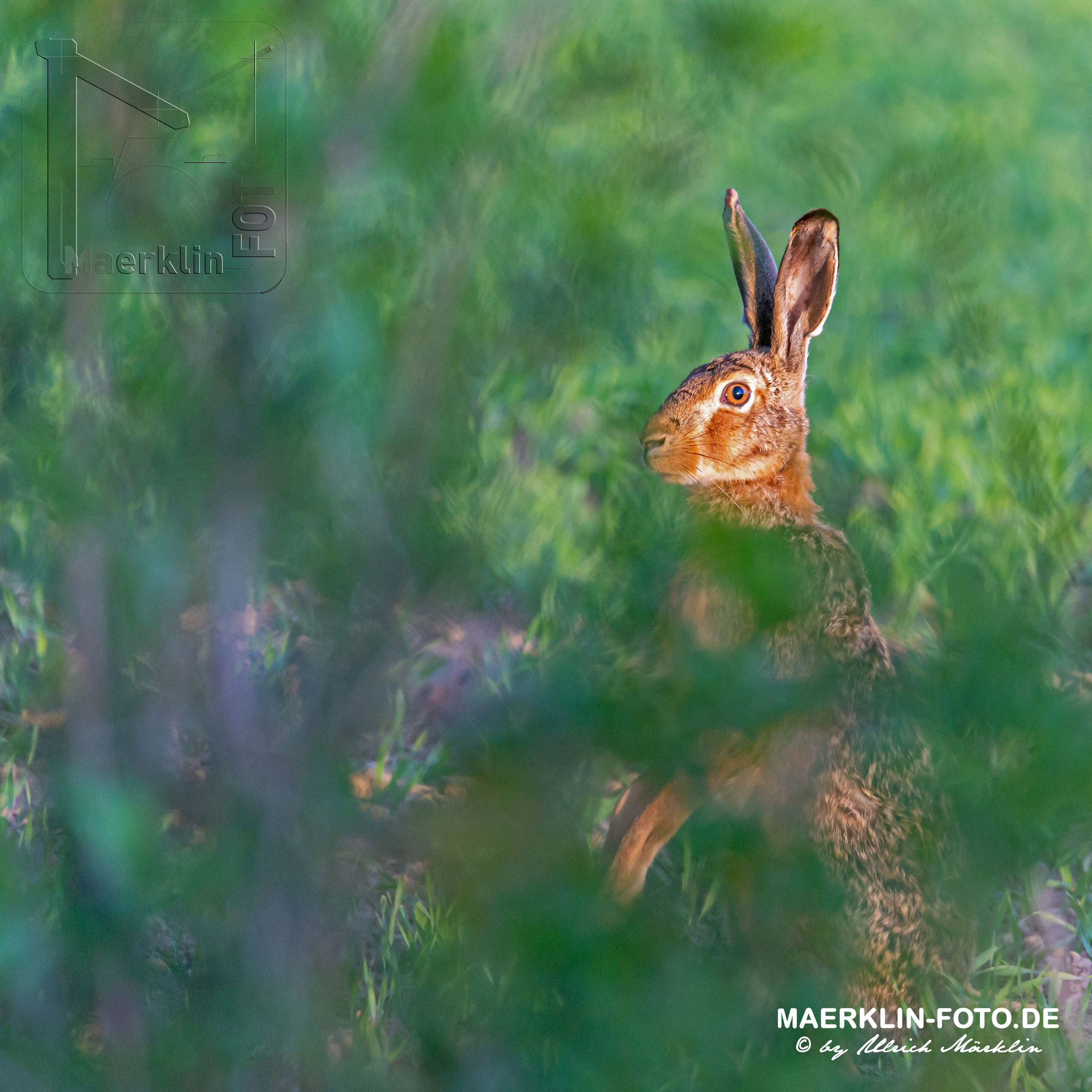 Feldhase (Lepus europaeus), Heckengäu