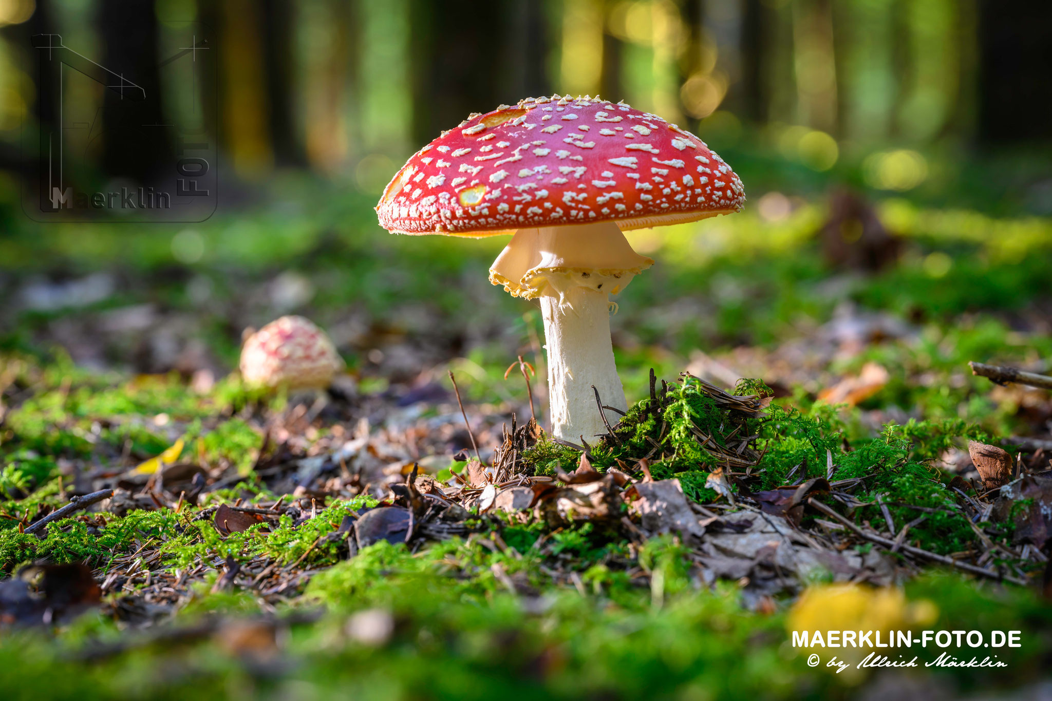 Fliegenpilz (Amanita muscaria), Heckengäu