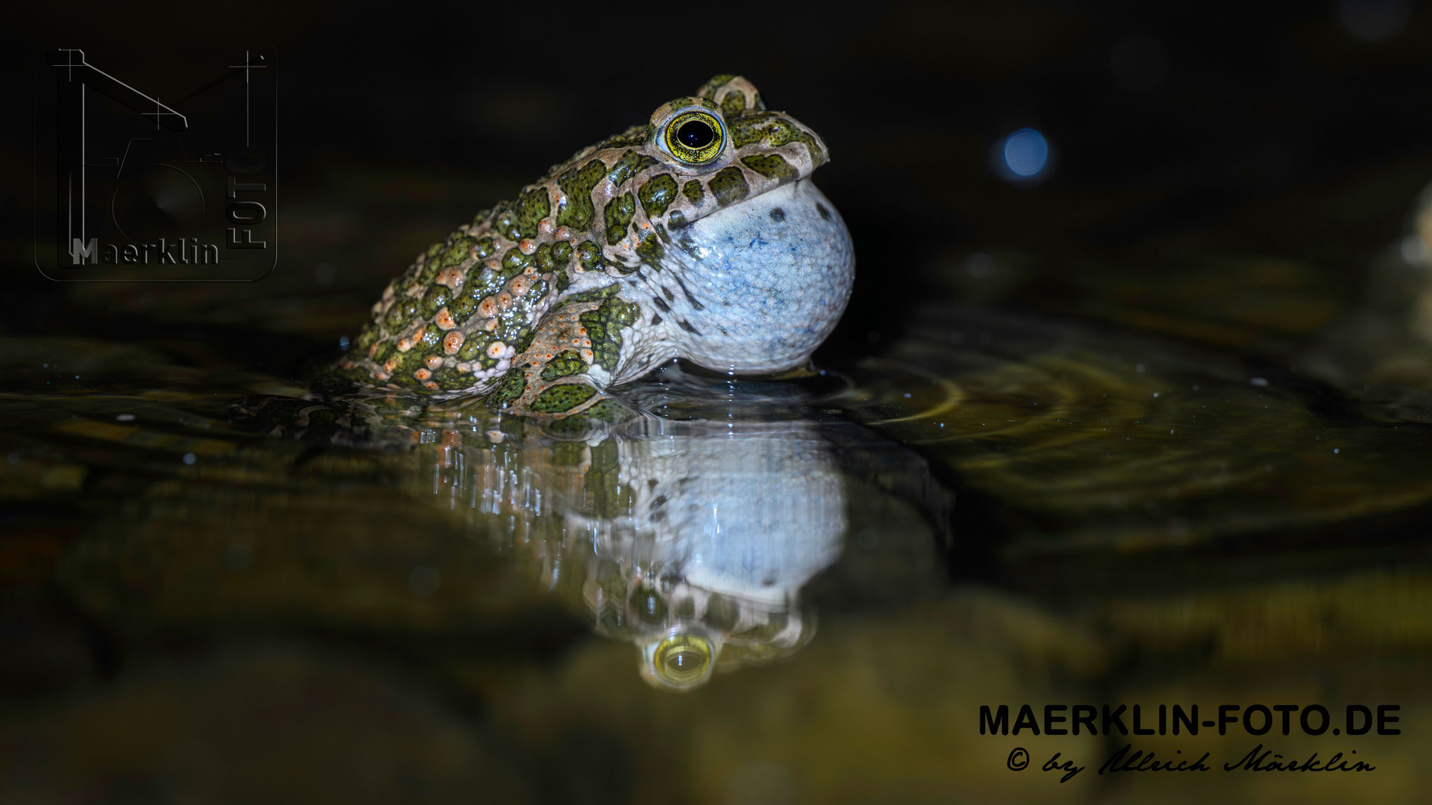 Wechselkröte (Bufotes viridis)
