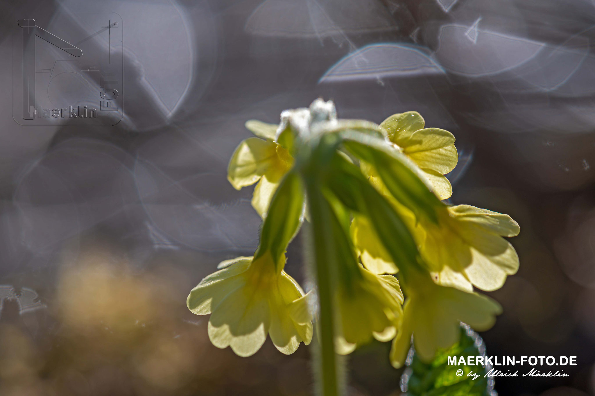 Heckengäu, blühende Schlüsselblume