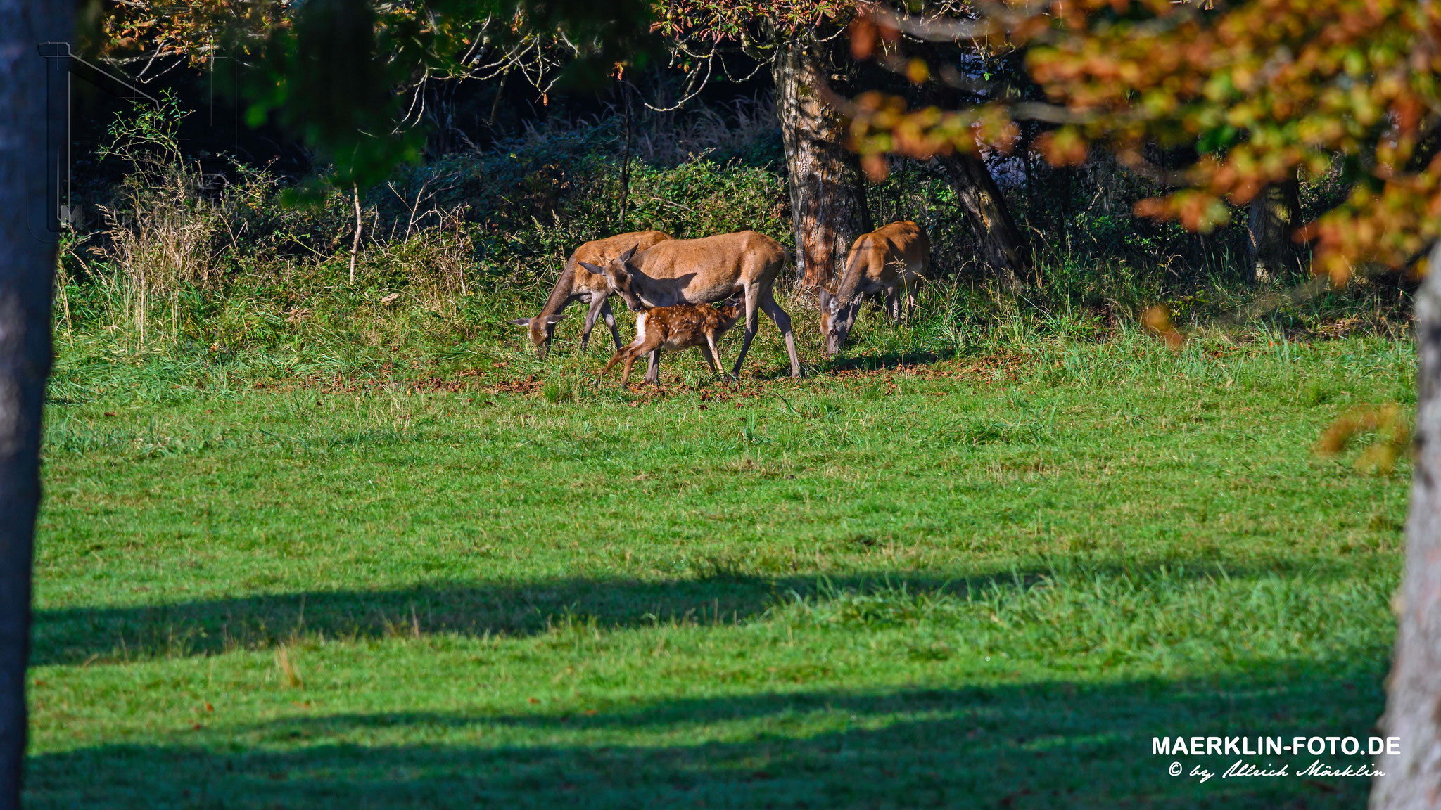 Rothirsch (Cervus elaphus), Hirschkuh mit Kalb beim Säugen