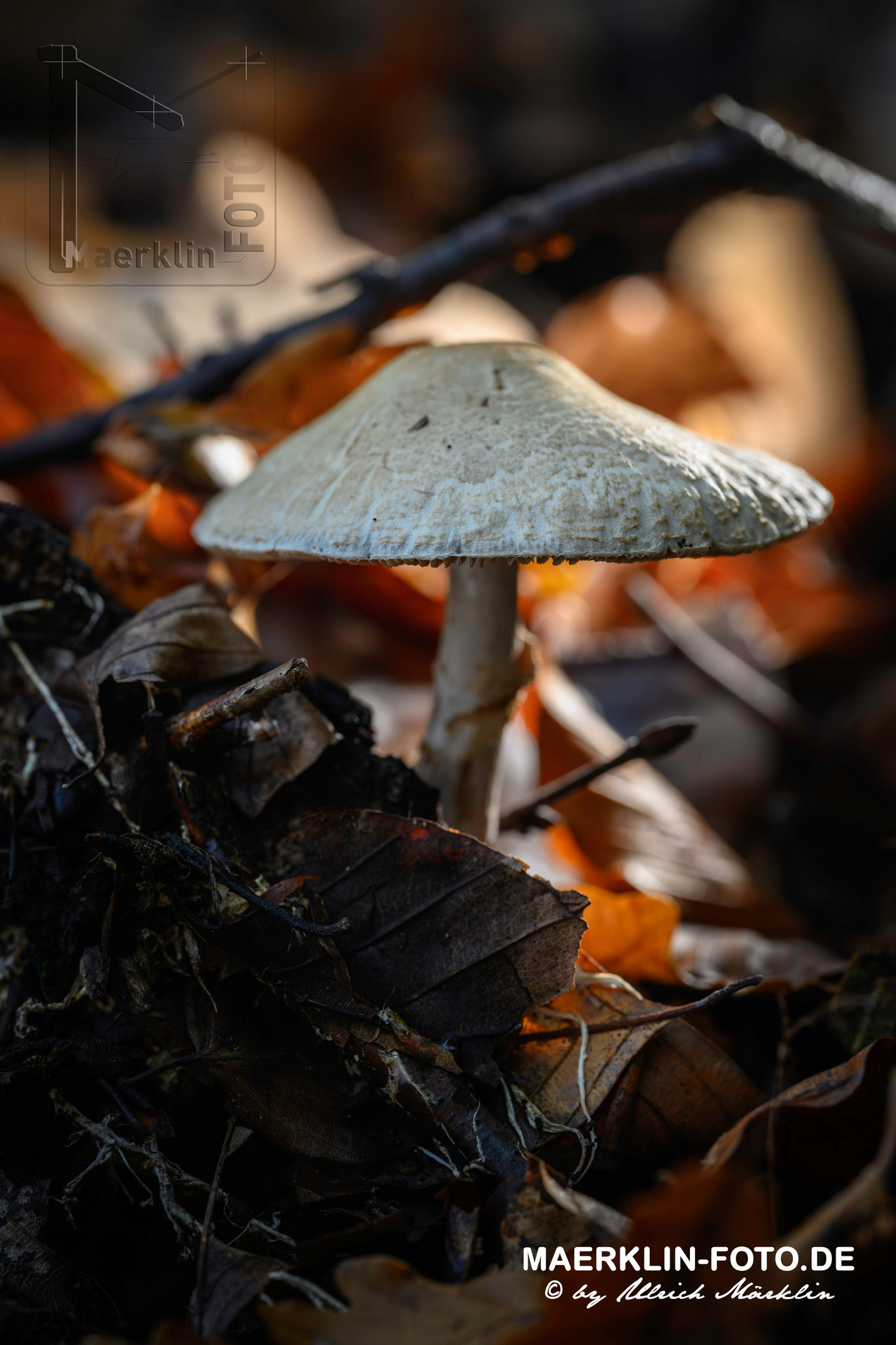 Waldpilz