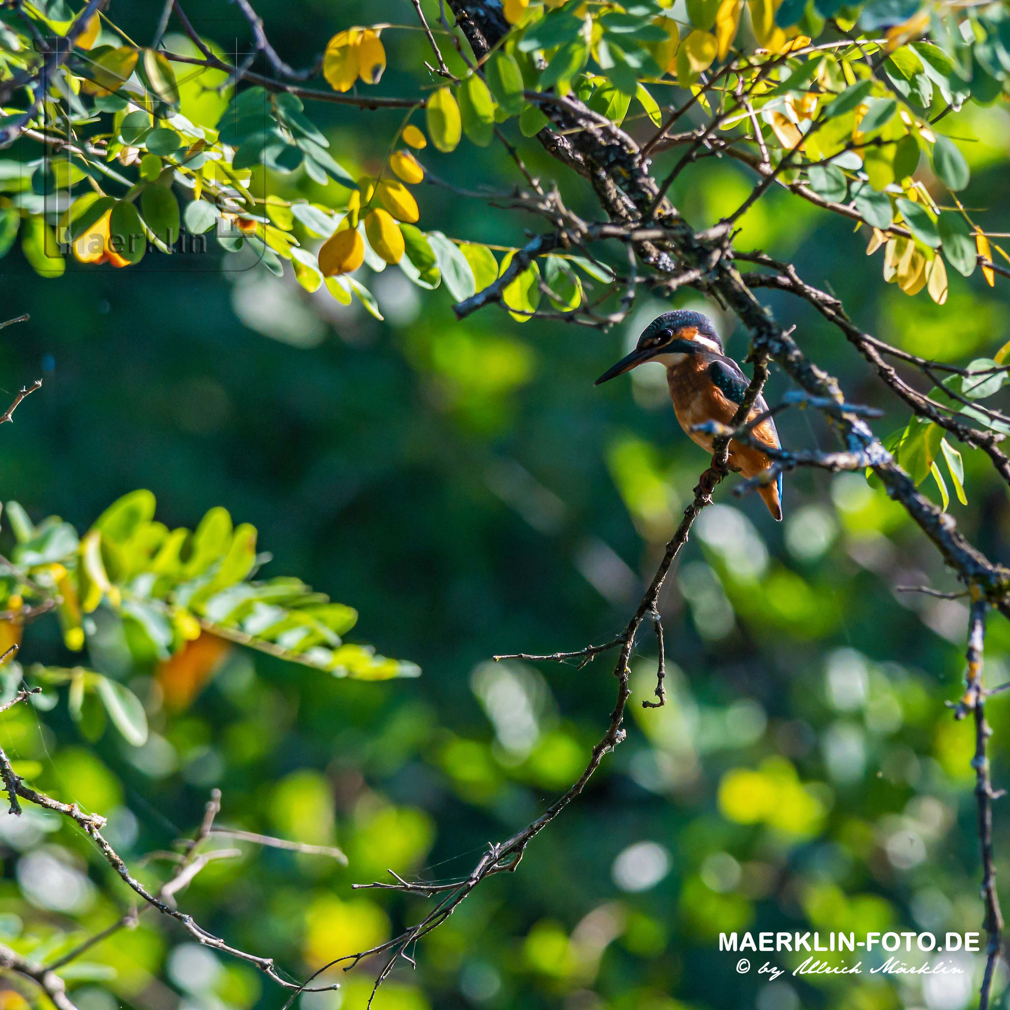 Eisvogel (Alcedo atthis) am Waldteich