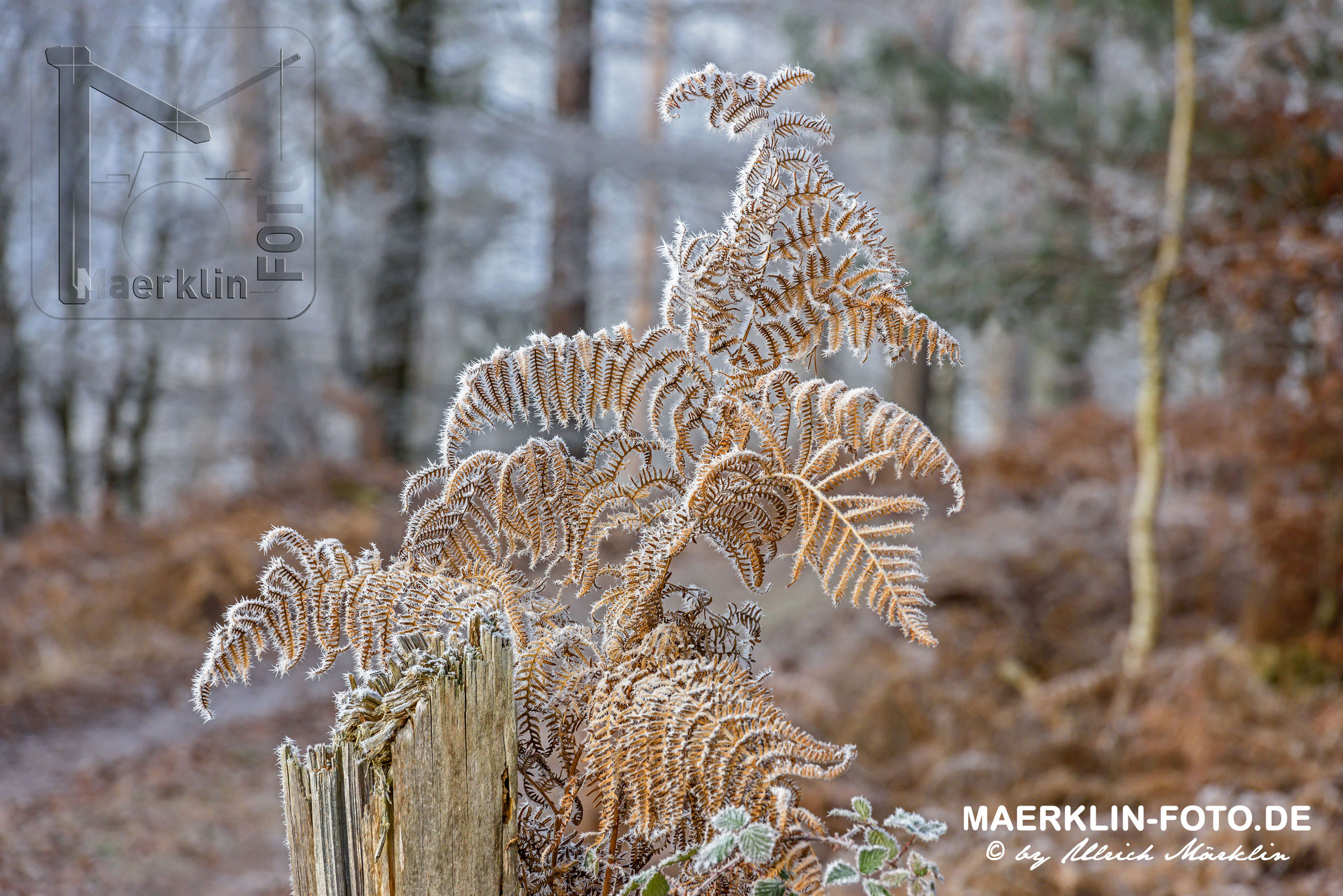 Naturpark Schönbuch, Raureif