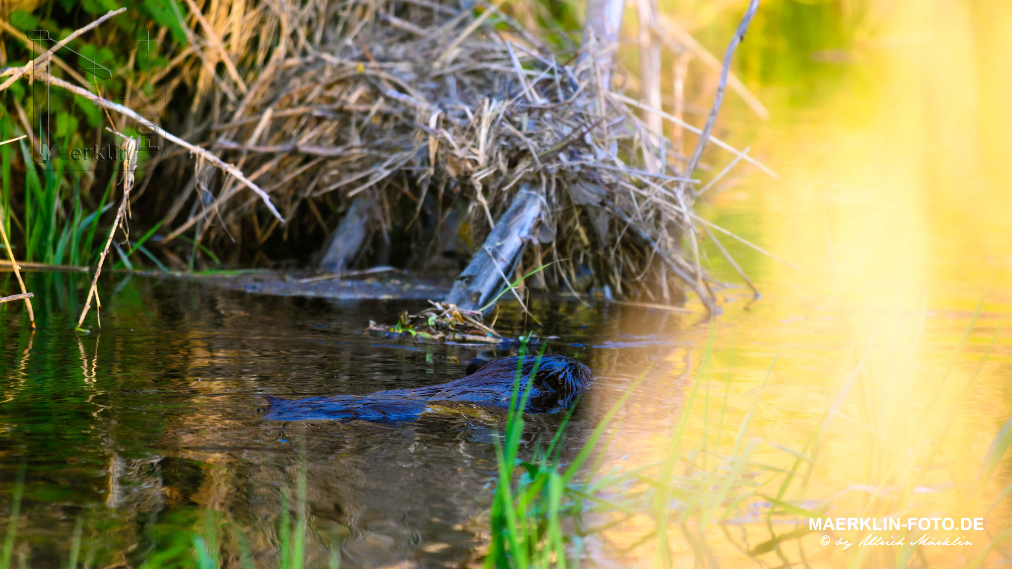 schwimmender Biber, Biber (Castoridae)