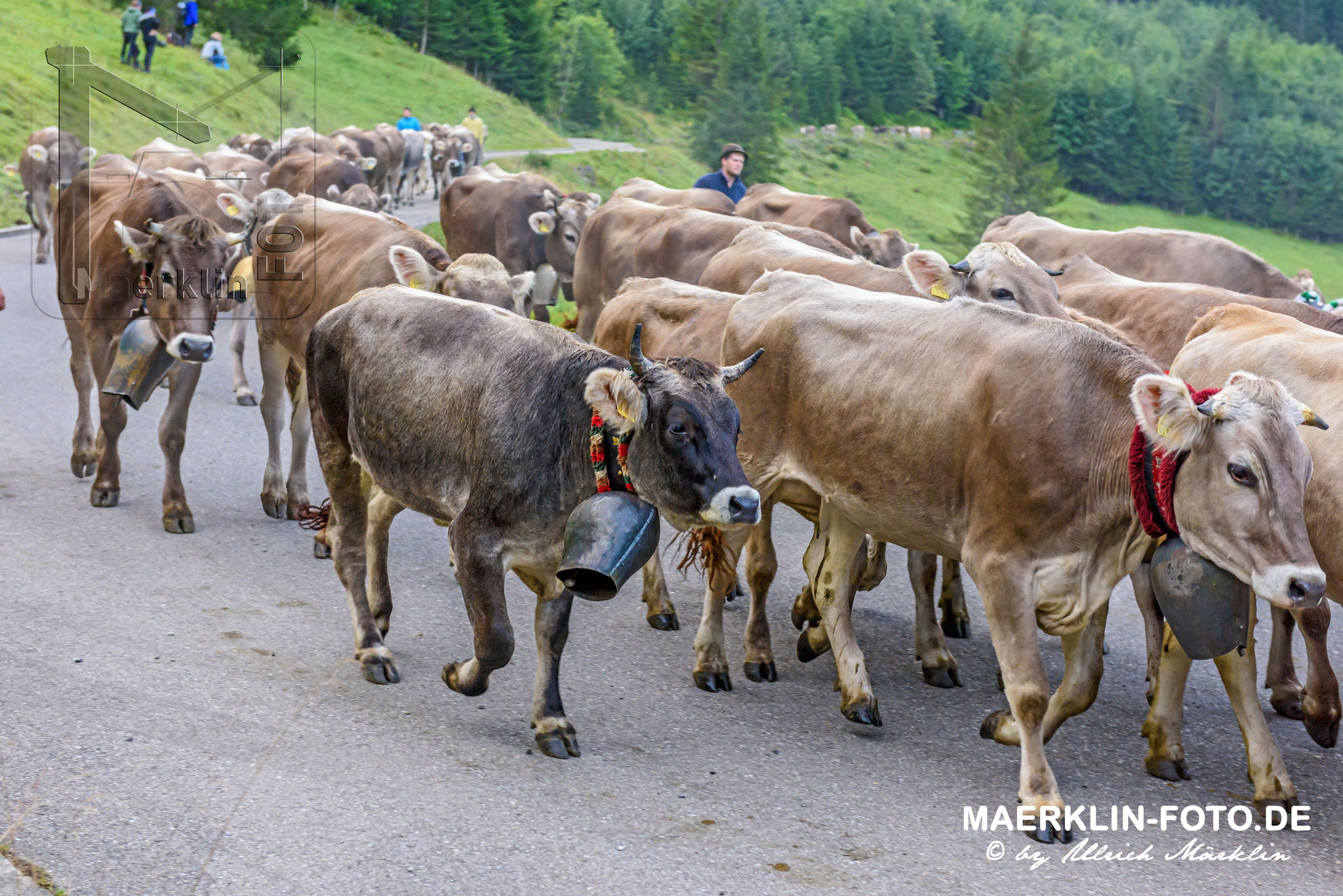 Viehscheid, Viehabtrieb aus dem Ostrachtal nach Hinterstein (Bad Hindelang, Allgäu)