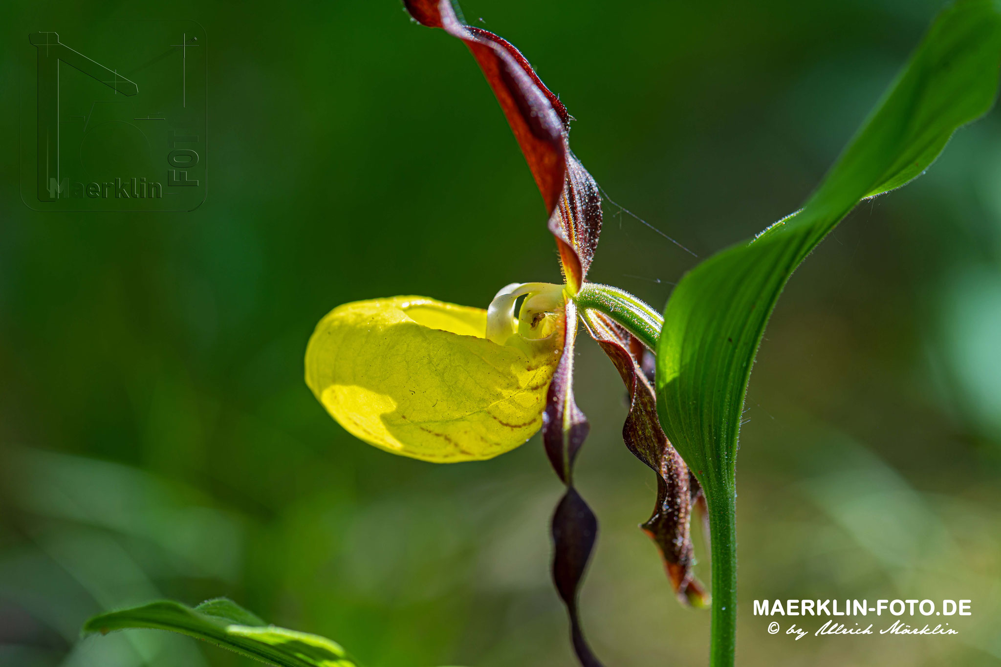 Gelber Frauenschuh (Cypripedium calceolus)