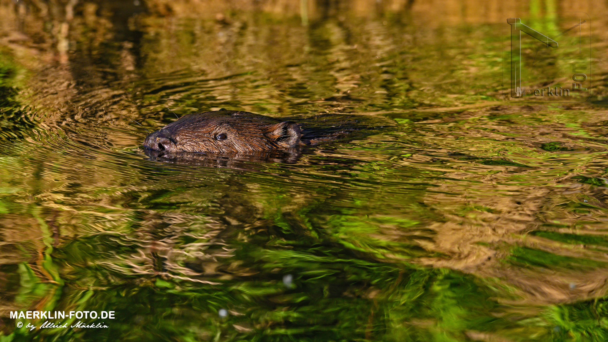 (europäischer) Biber (Castor fiber/Castoridae), schwimmende