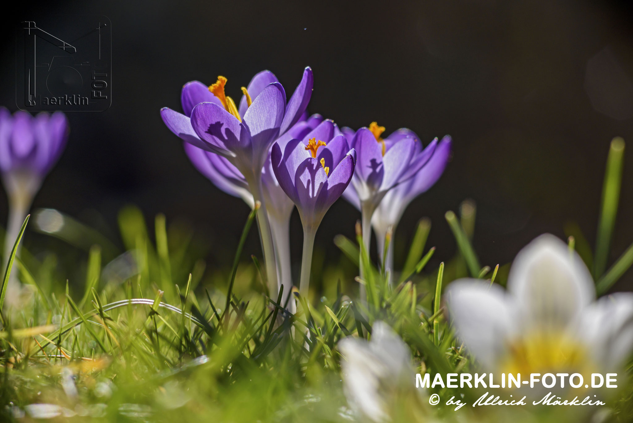 Heckengäu, Krokusse