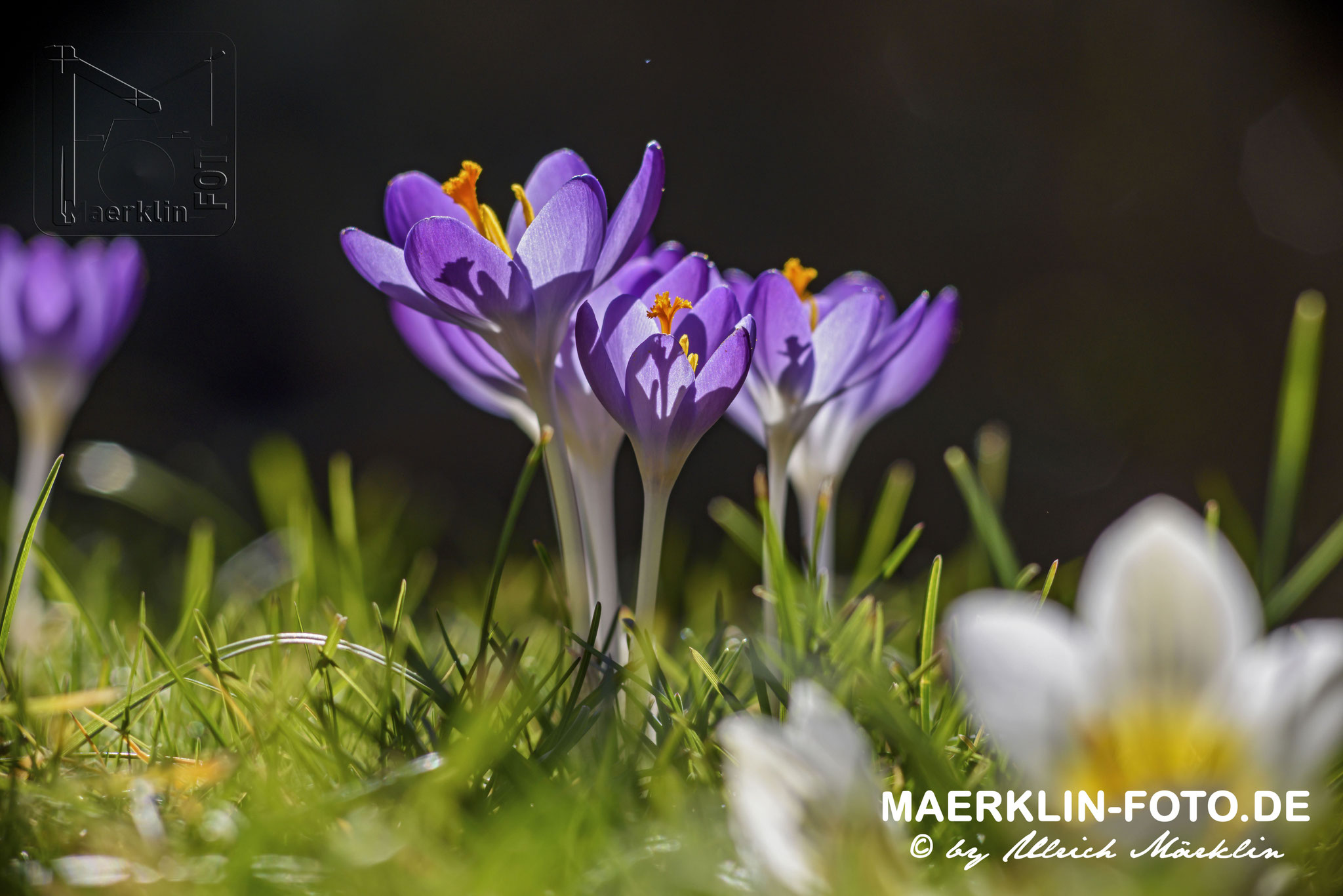 Heckengäu, Krokusse