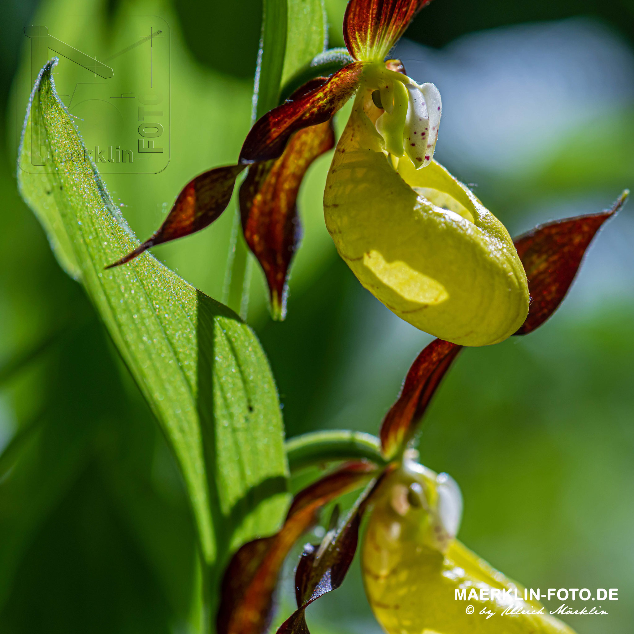 Gelber Frauenschuh (Cypripedium calceolus)