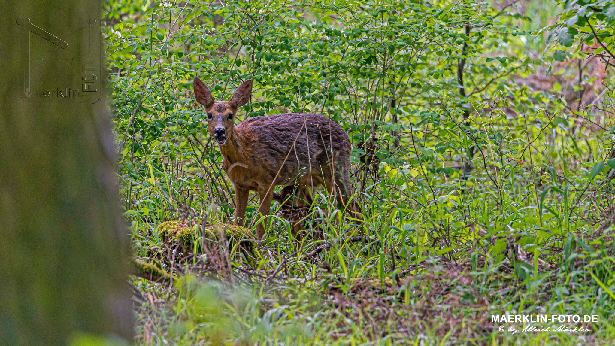 Rehgeiß mit Kitz (Rehwild, Capreolus capreolus) beim Äsen, Heckengäu (Baden-Württemberg)