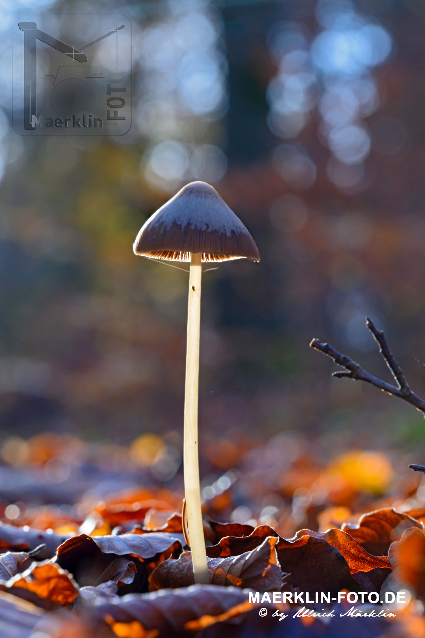 Pilz im Gegenlicht, Naturpark Schönbuch