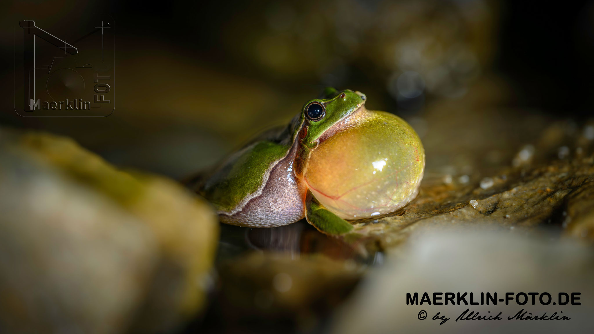 Europäischer Laubfrosch (Hyla arborea)