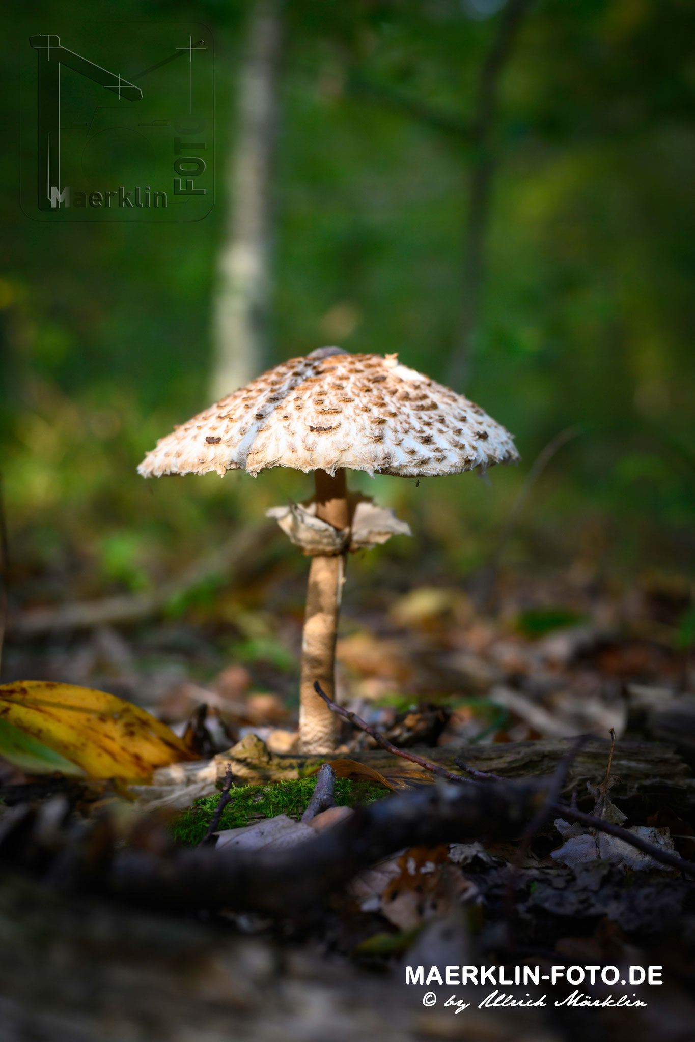 Schirmpilz, Parasol