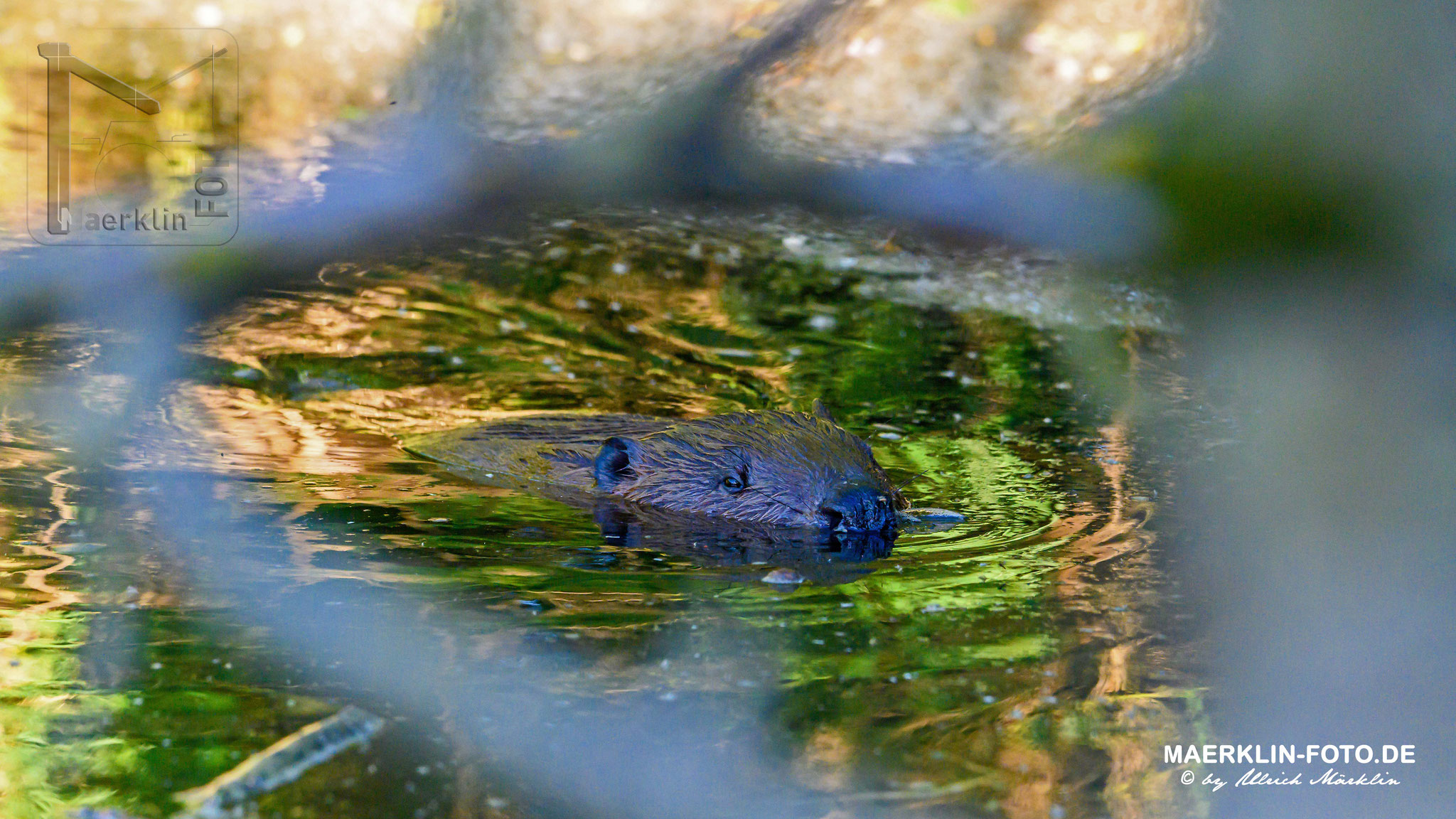 (europäischer) Biber (Castor fiber/Castoridae), schwimmende