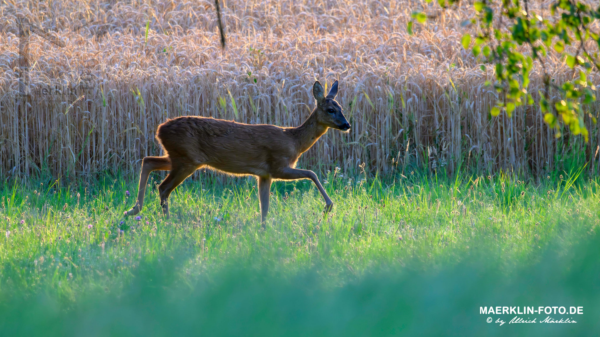 Reh (Capreolus capreolus), Heckengäu