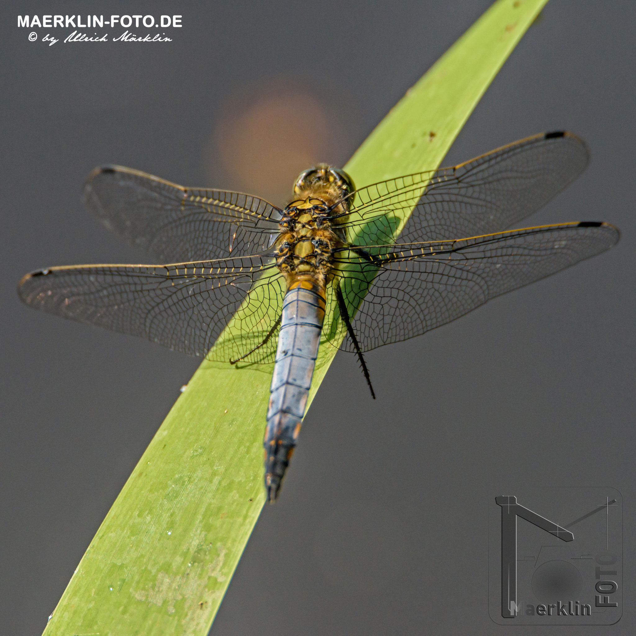 Großer Blaupfeil, Orthetrum cancellatum, Libelle