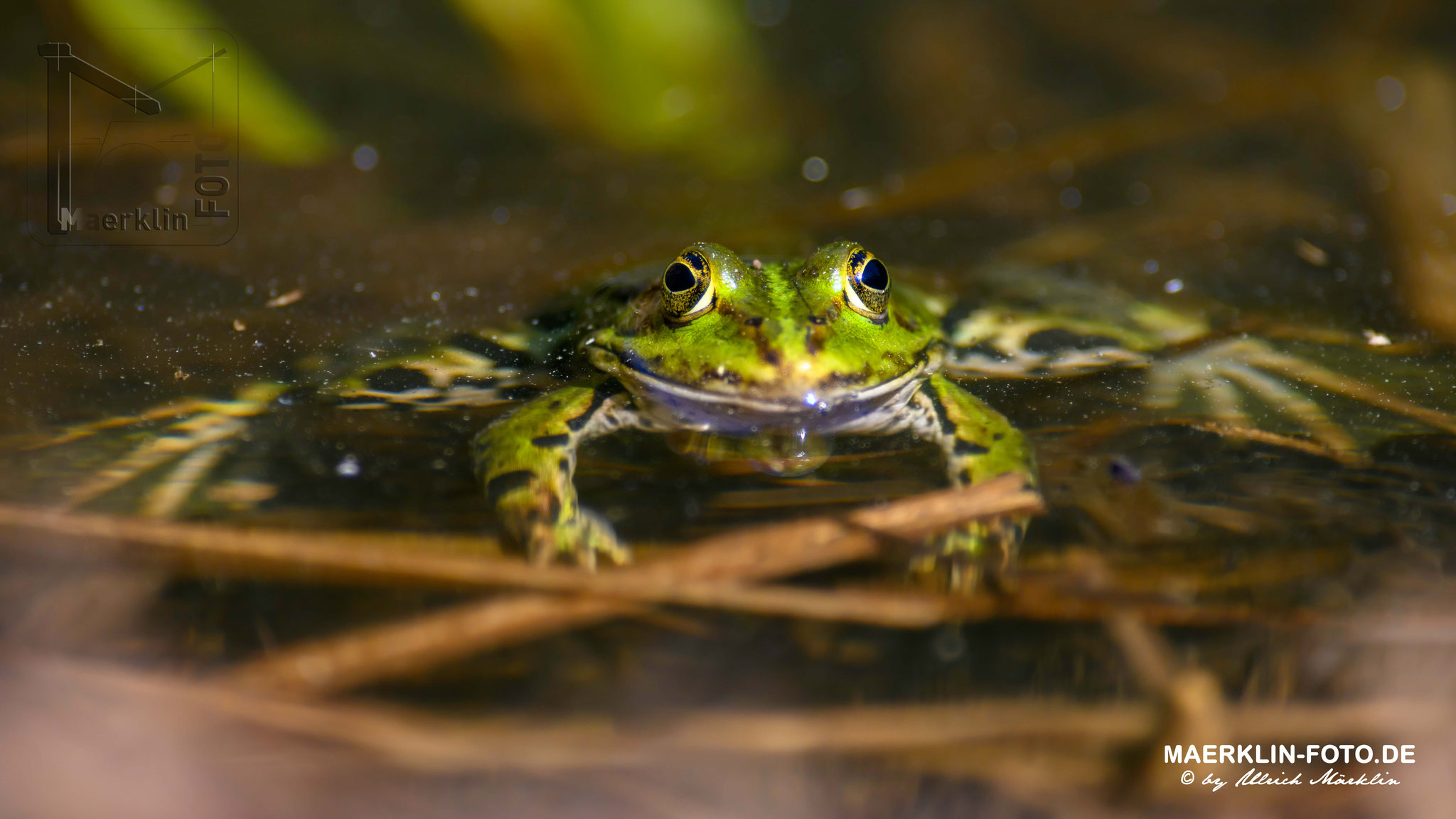 Teichfrosch, Rana esculenta, Frosch