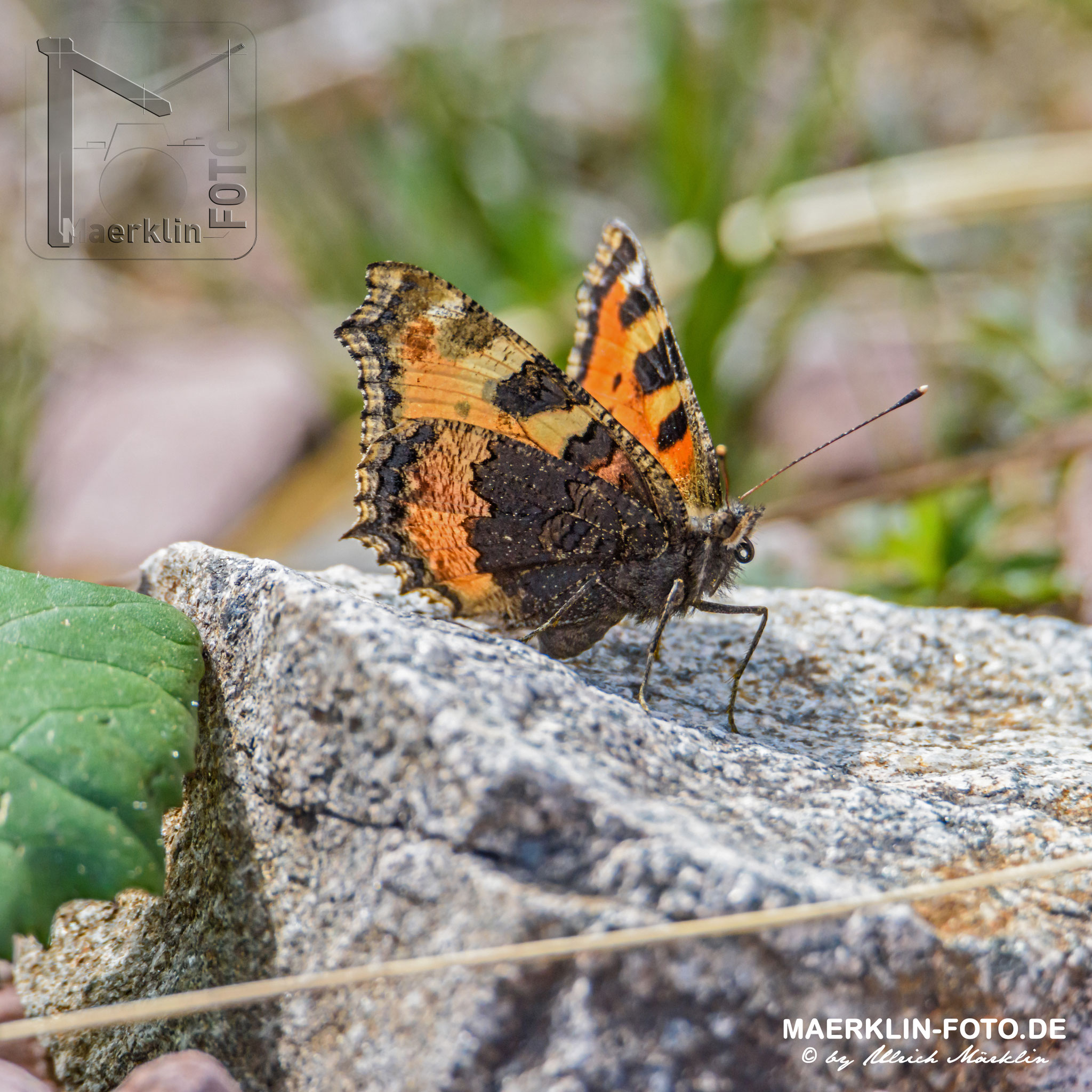 Schmetterling, Kleiner Fuchs, aglais urticae, Nationalpark Schwarzwald