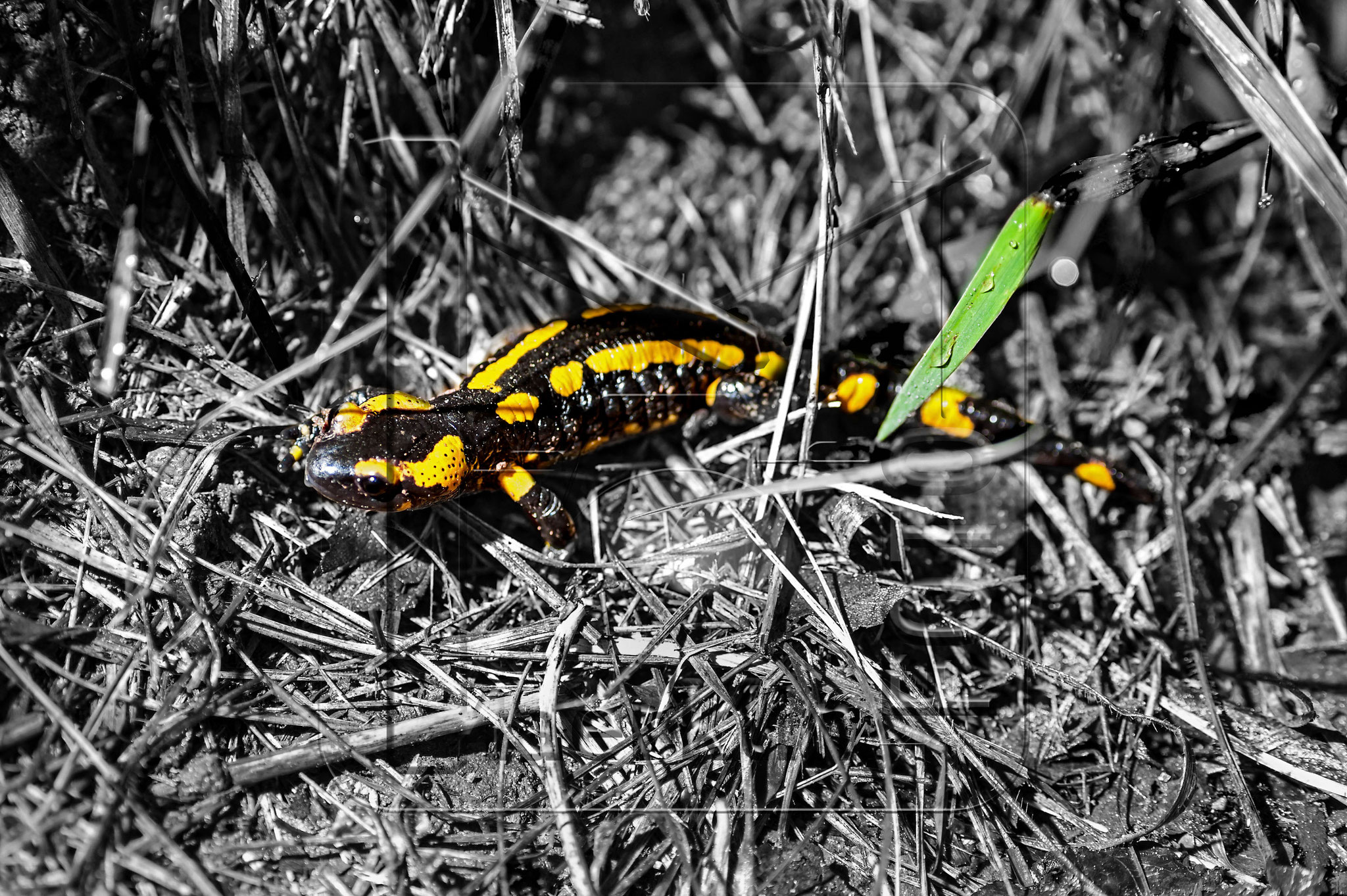 Heckengäu, Feuersalamander