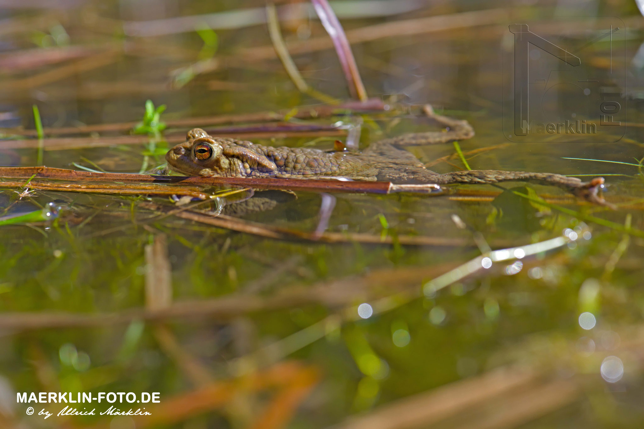 Kröten im Waldteich, Erdkröten/Bufo bufo, Heckengäu