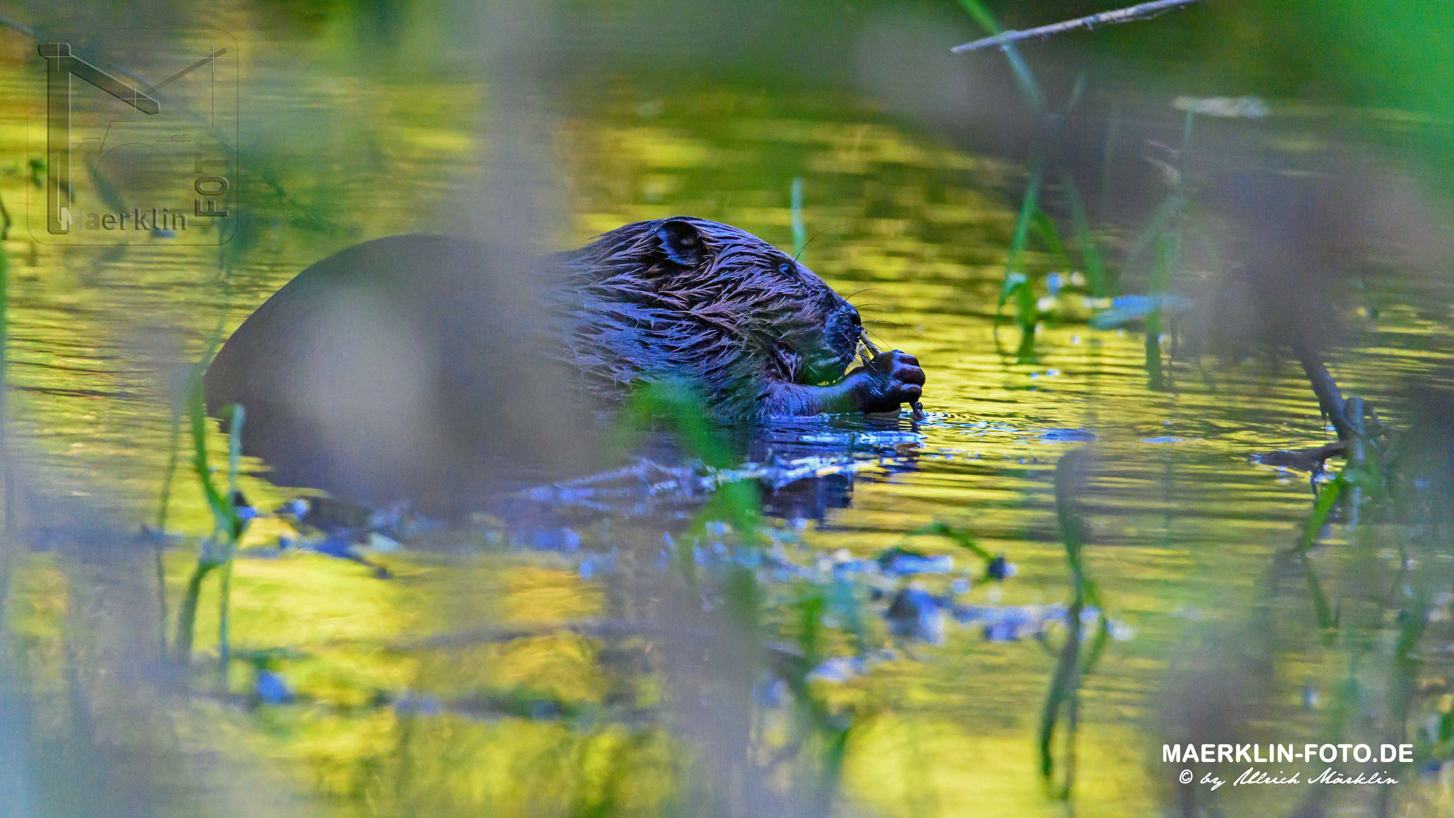 (europäischer) Biber (Castor fiber/Castoridae), nagend im Wasser