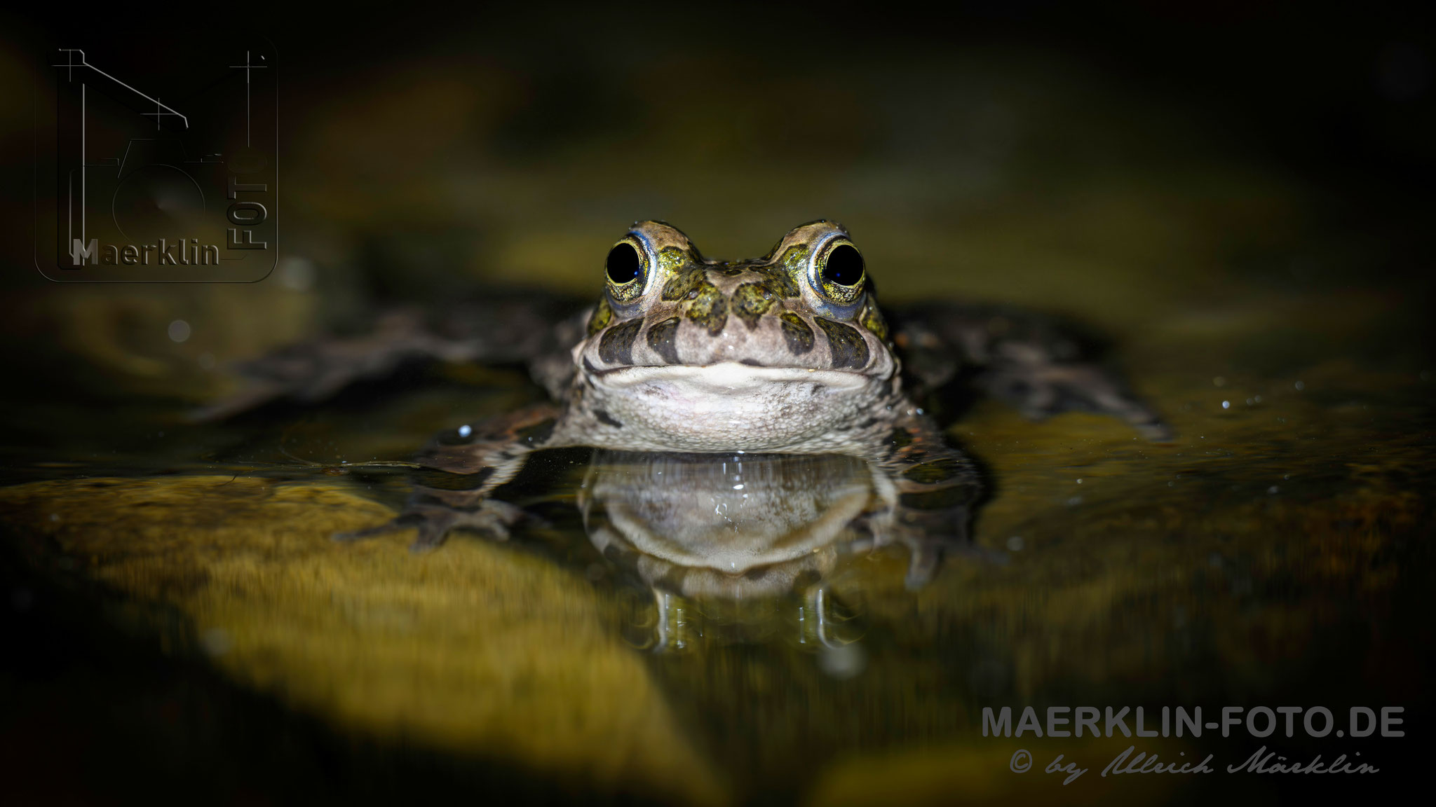 Wechselkröte (Bufotes viridis)