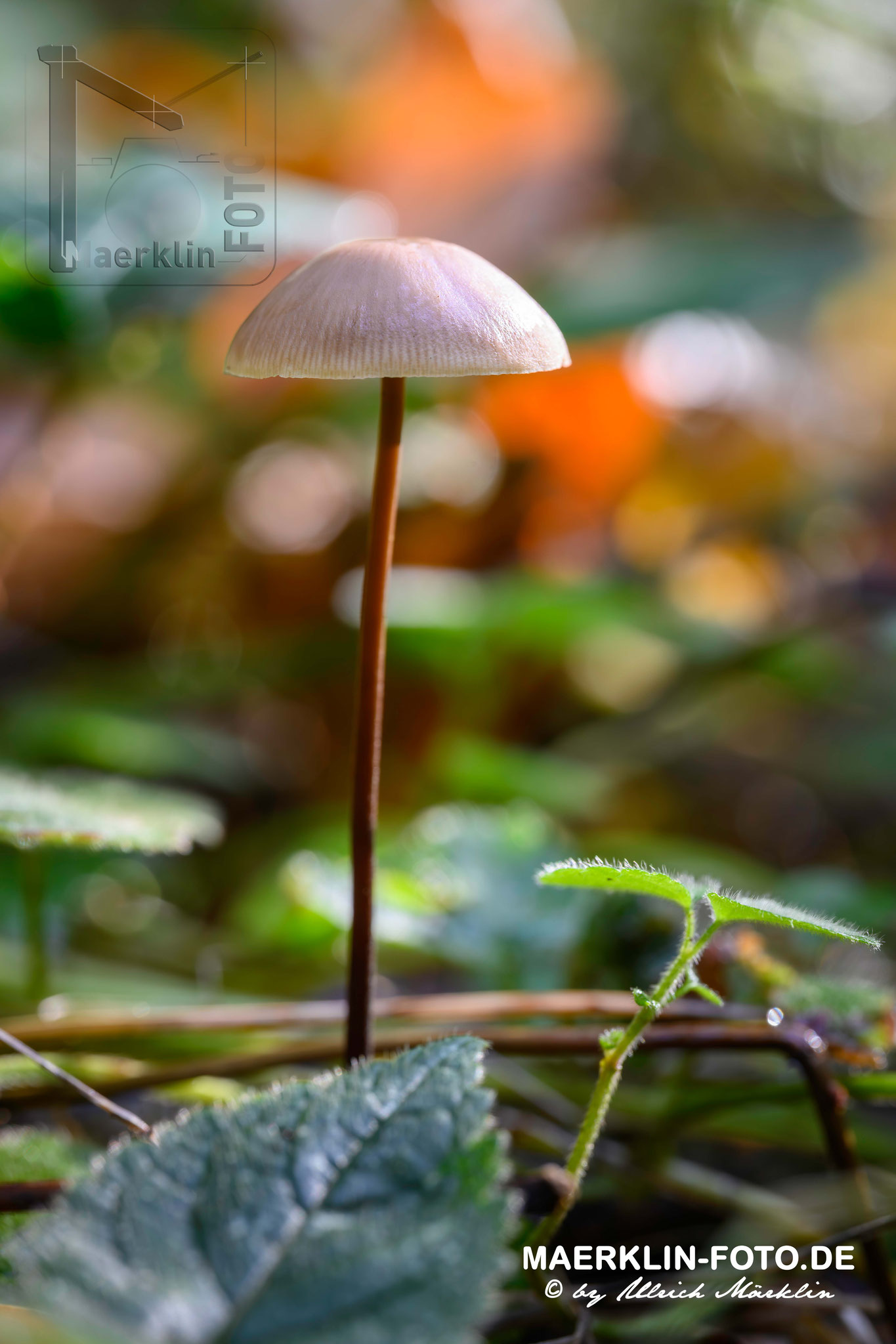Waldpilz