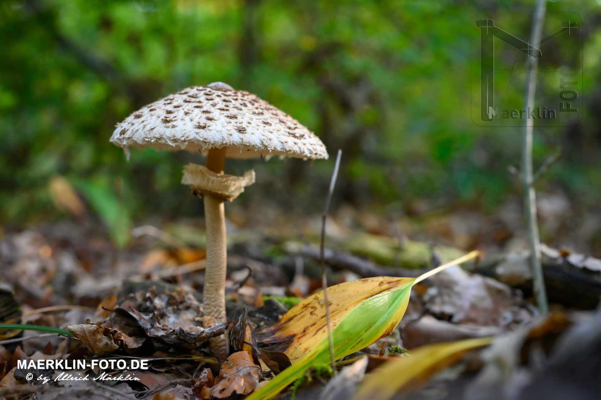 Schirmpilz, Parasol