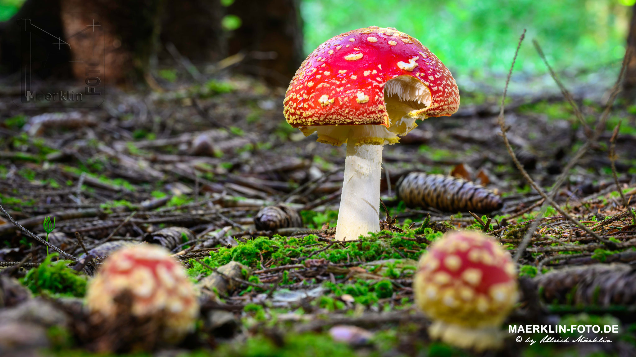 Fliegenpilz (Amanita muscaria), Heckengäu