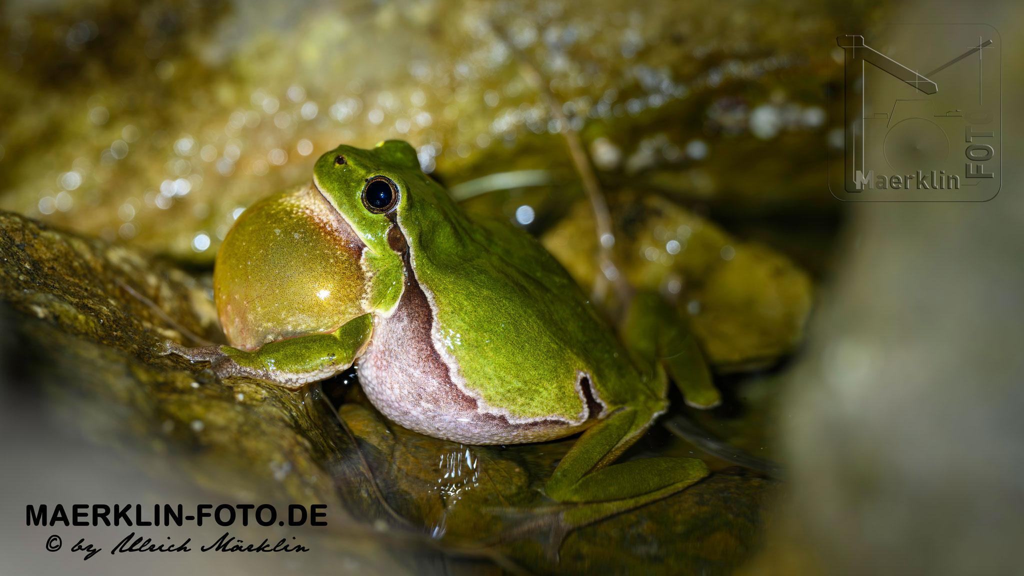 Europäischer Laubfrosch (Hyla arborea)