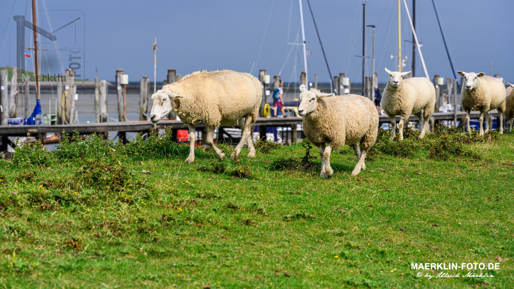 Nordseeinsel Pellworm, Schafe