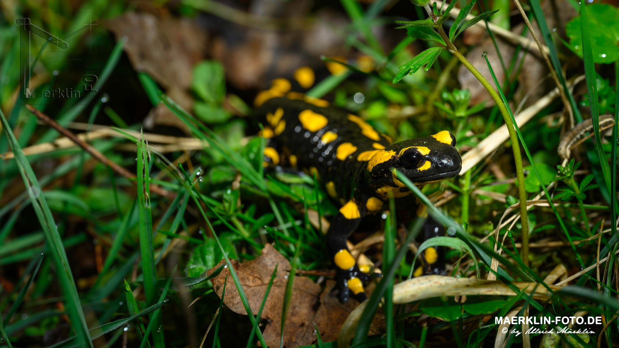 Heckengäu, Feuersalamander